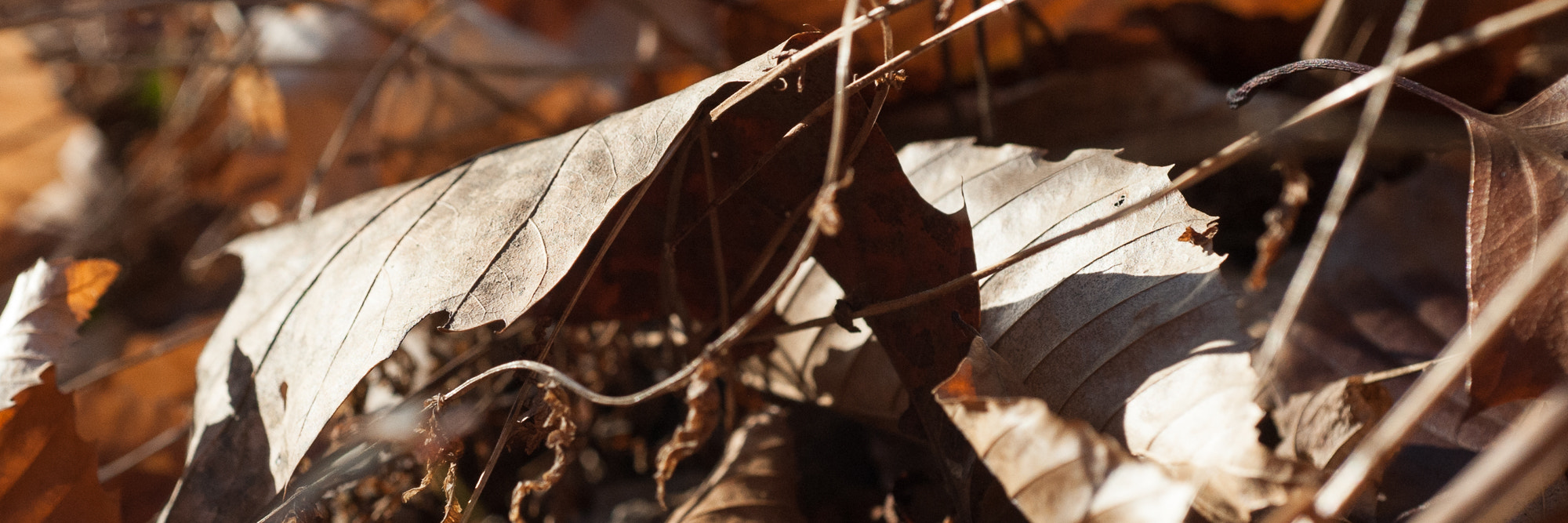 Nikon D700 + AF Micro-Nikkor 60mm f/2.8 sample photo. Late fall leaf photography