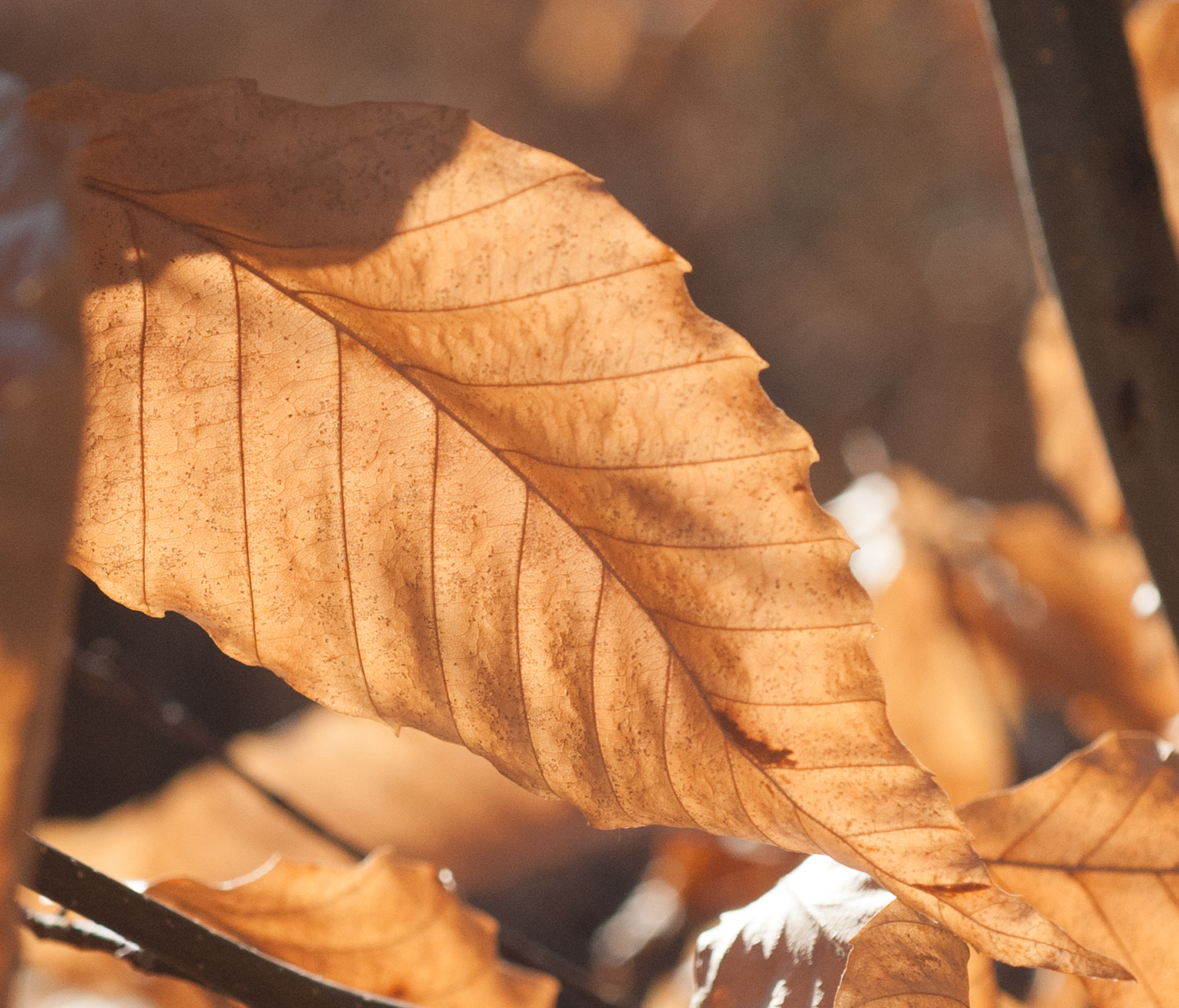 Nikon D700 + AF Micro-Nikkor 60mm f/2.8 sample photo. Late fall leaf #2 photography