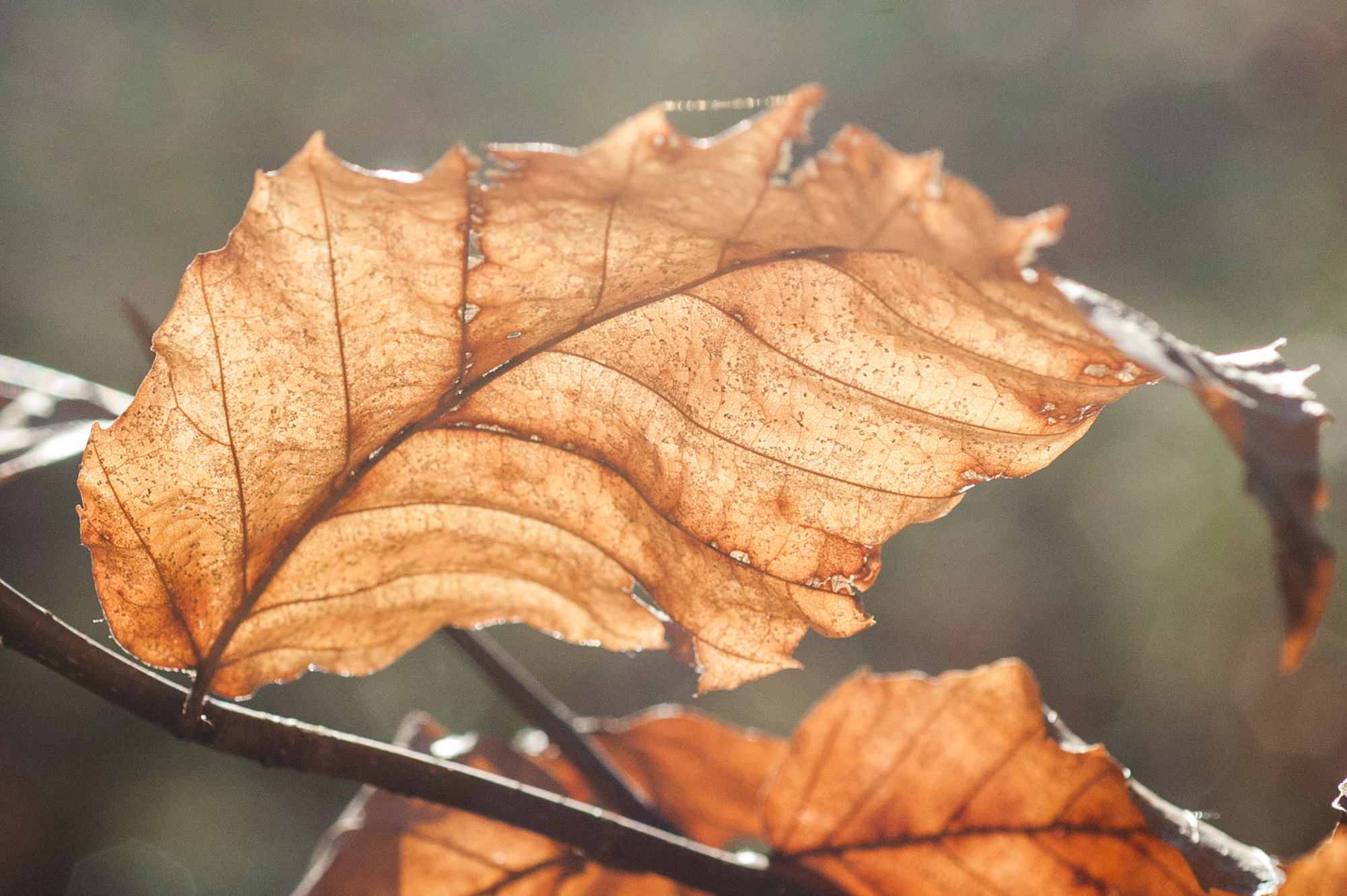 Nikon D700 + AF Micro-Nikkor 60mm f/2.8 sample photo. Late fall leaf #1 photography