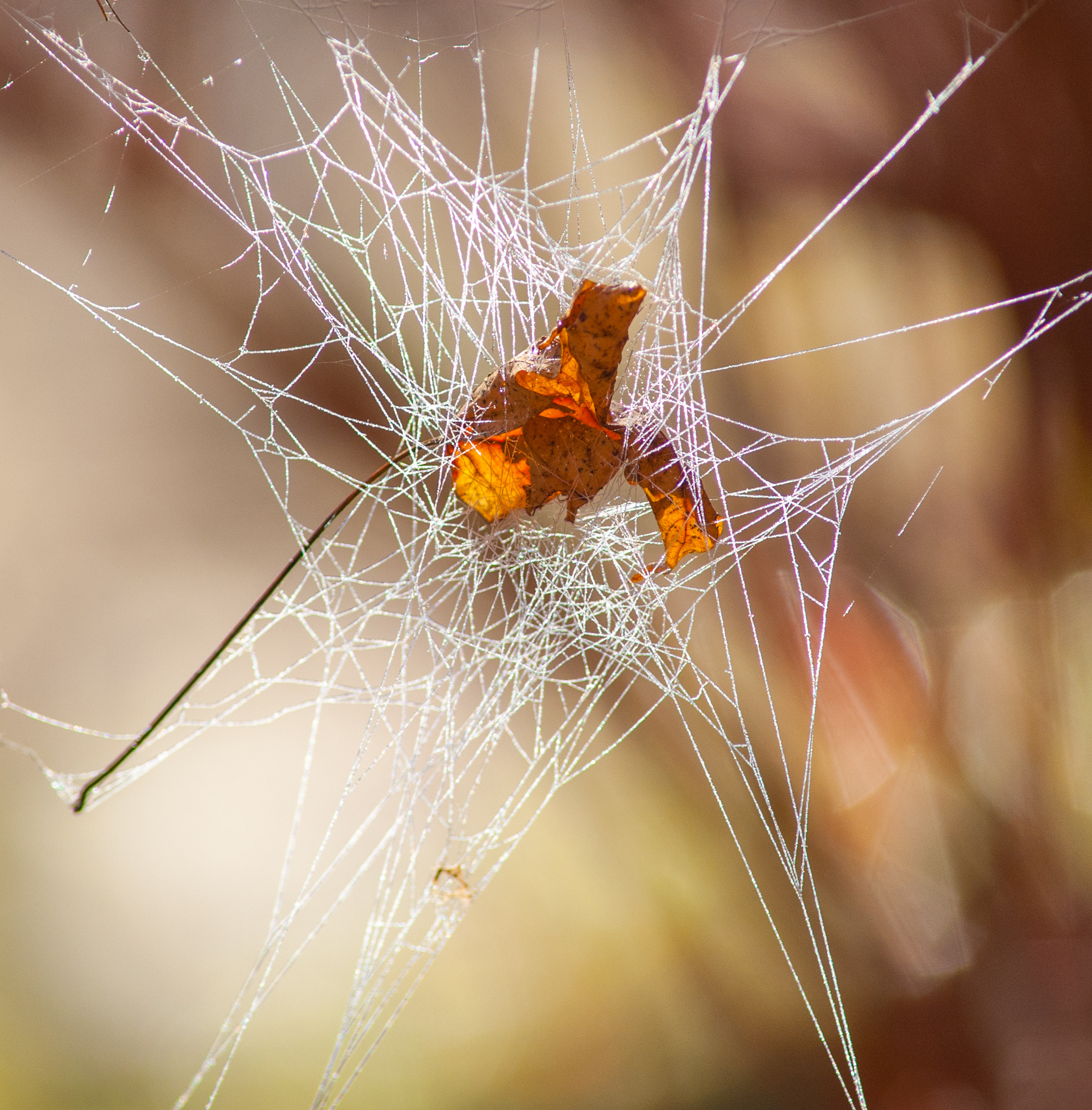 Nikon D700 + AF Nikkor 300mm f/4 IF-ED sample photo. Web and leaf photography