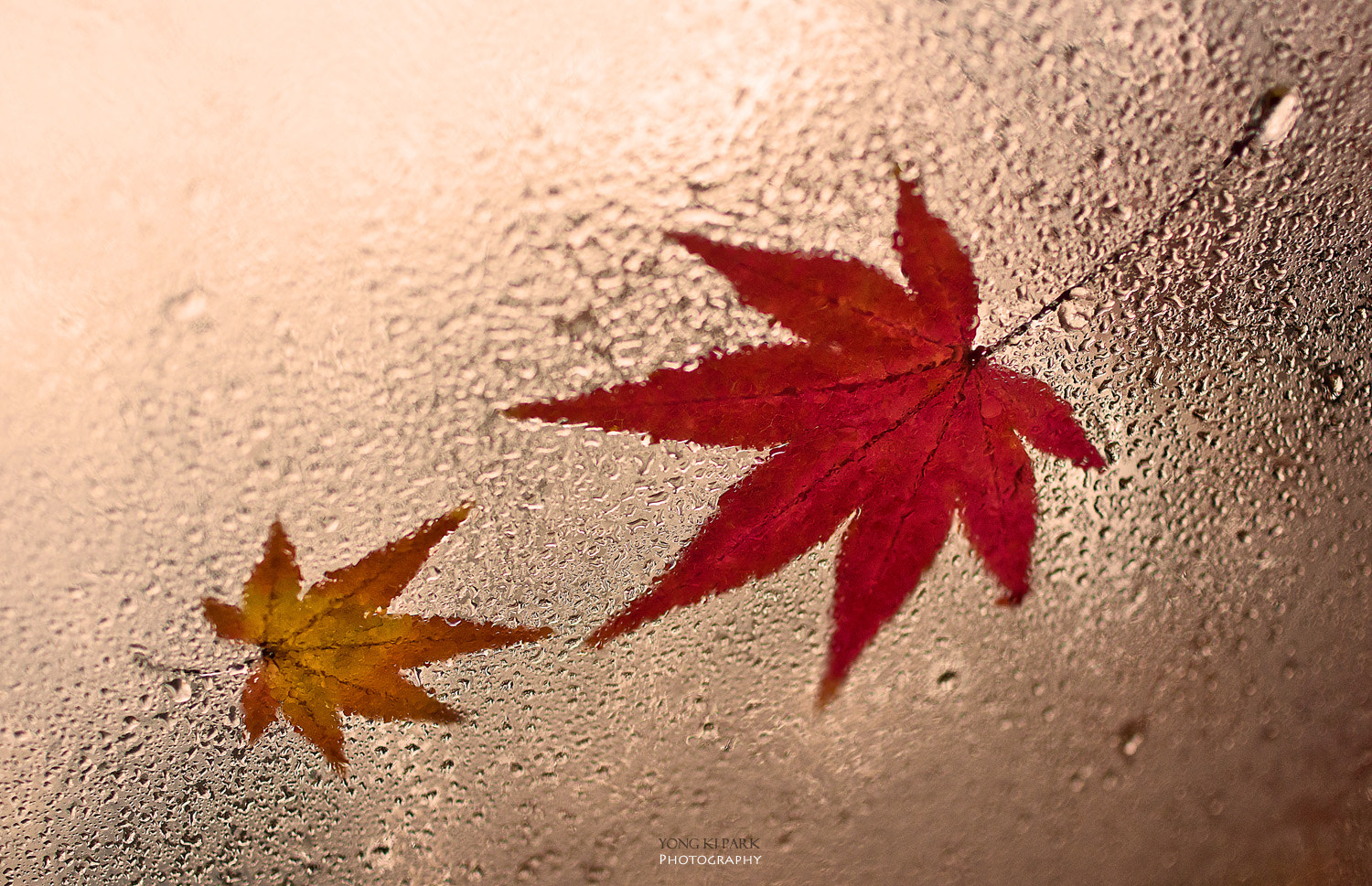 Pentax smc DA 35mm F2.8 Macro Limited sample photo. Can we meet again next year? photography