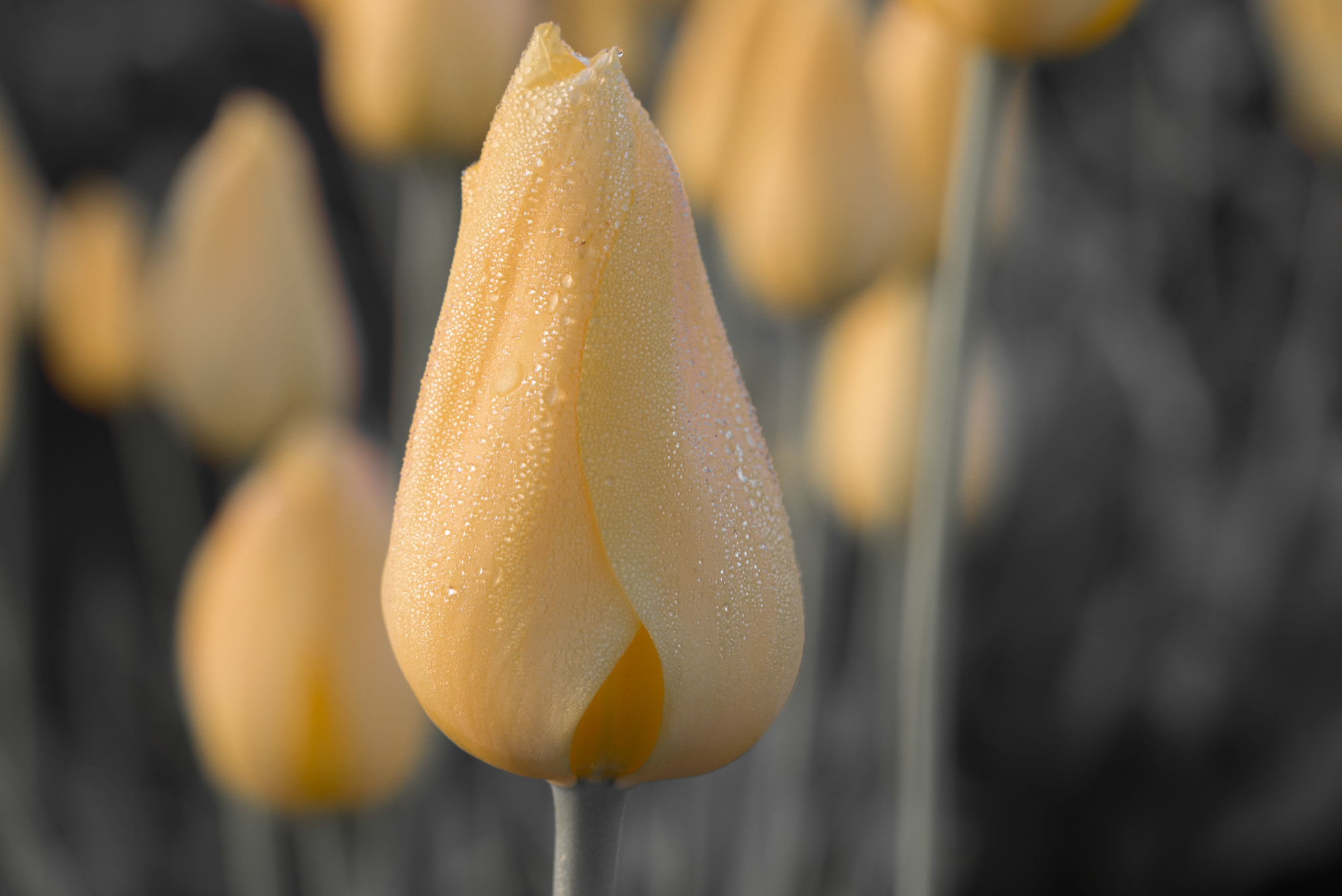 Canon EF 100mm F2.8 Macro USM sample photo. Inner light photography