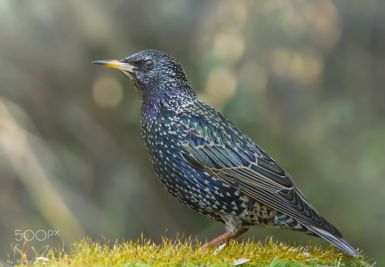 Sigma 70-200mm F2.8 EX DG OS HSM sample photo. Starling photography