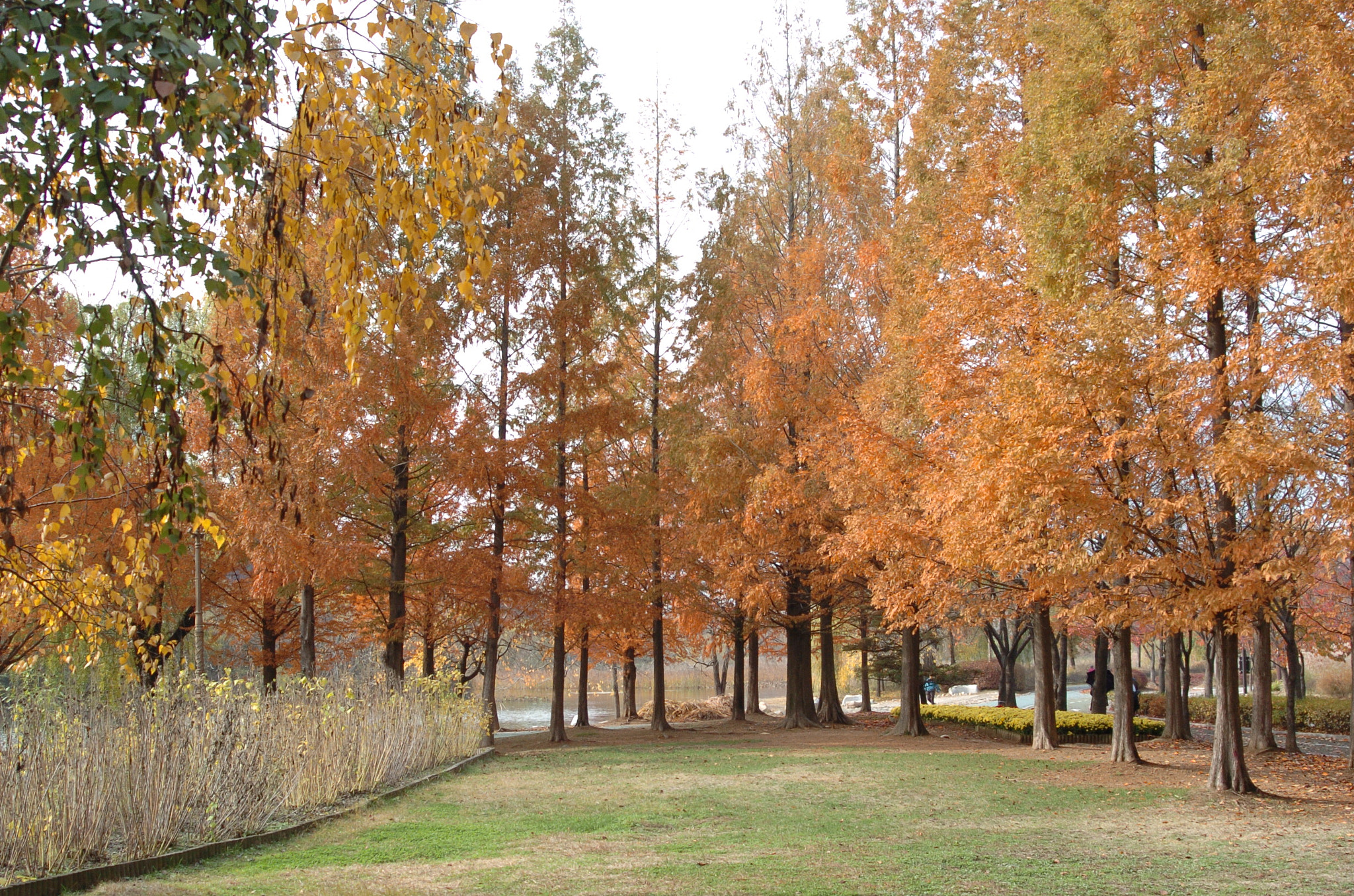 Nikon D2H sample photo. Park photography