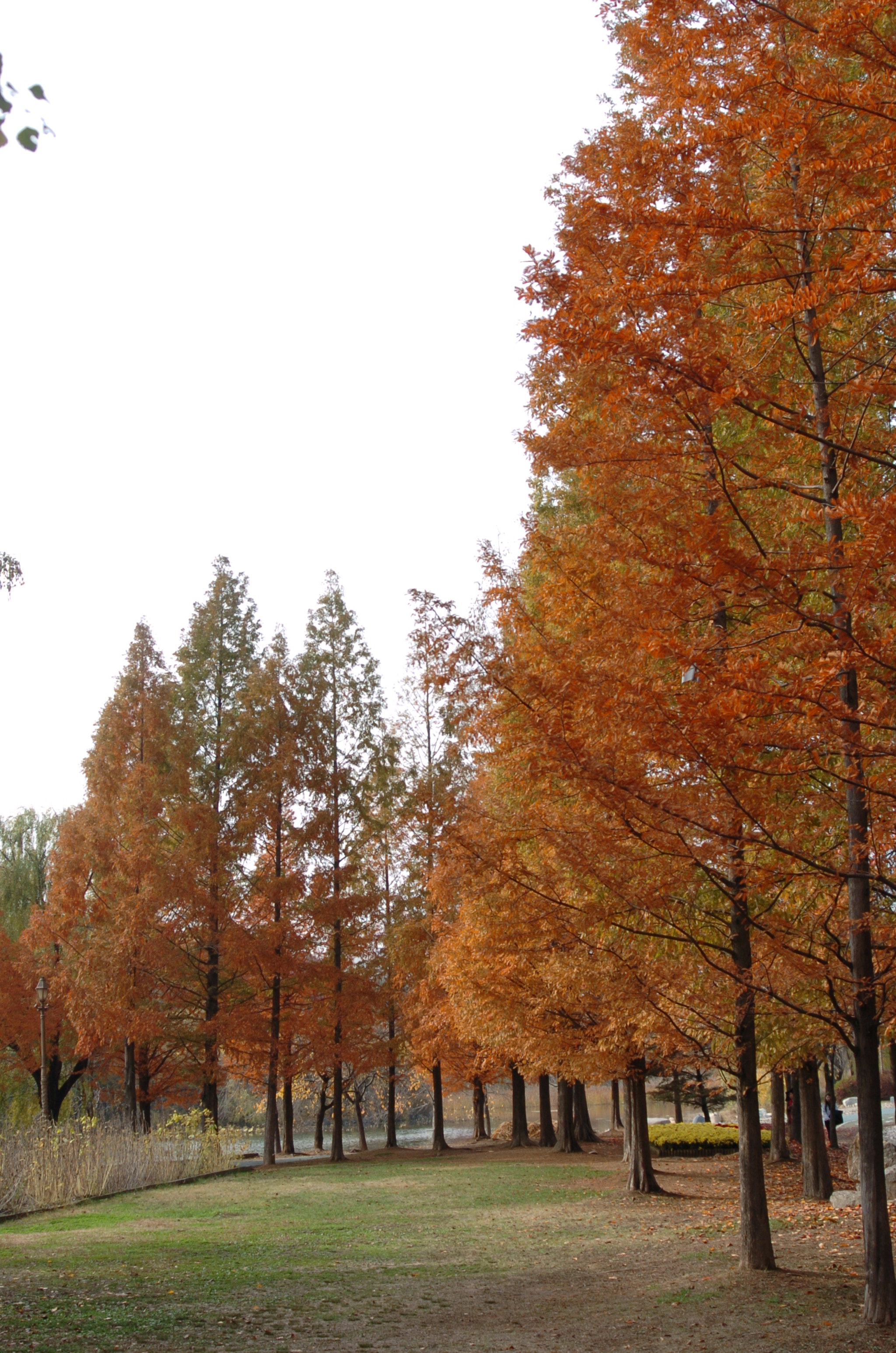 Nikon D2H sample photo. Park photography