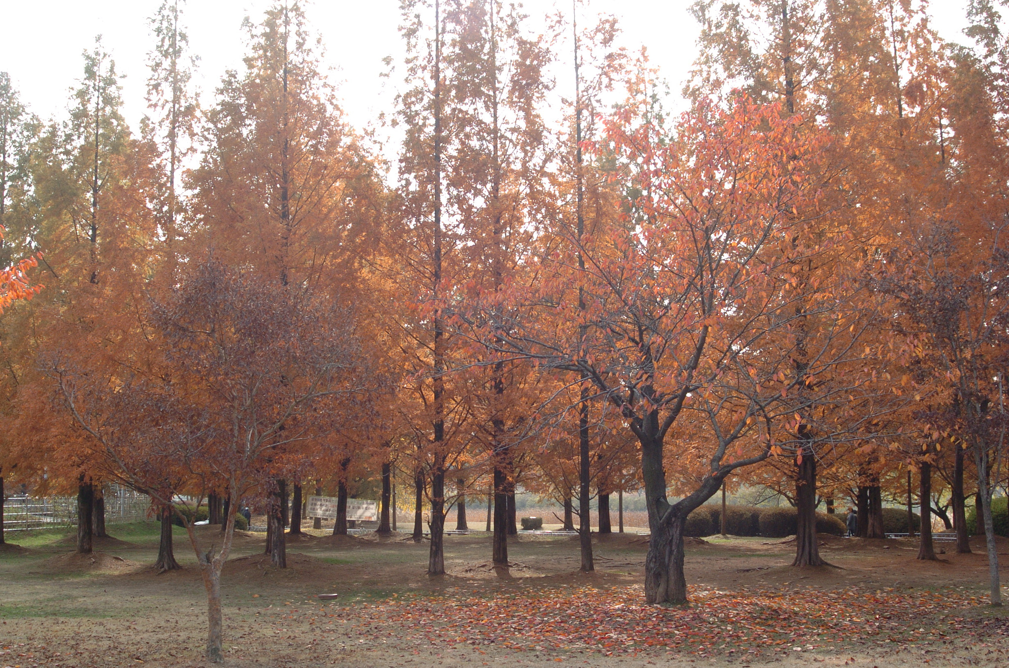 Nikon D2H sample photo. Park photography