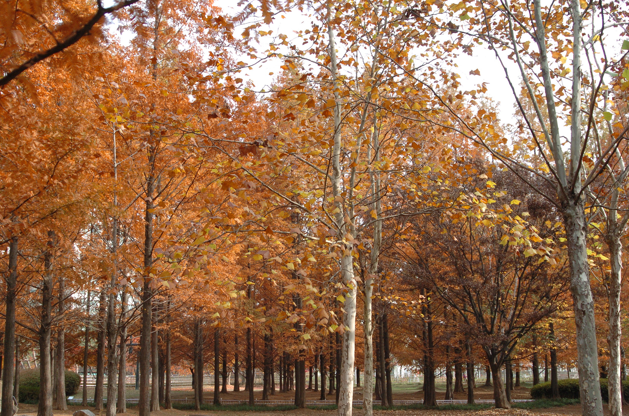 Nikon D2H sample photo. Park photography
