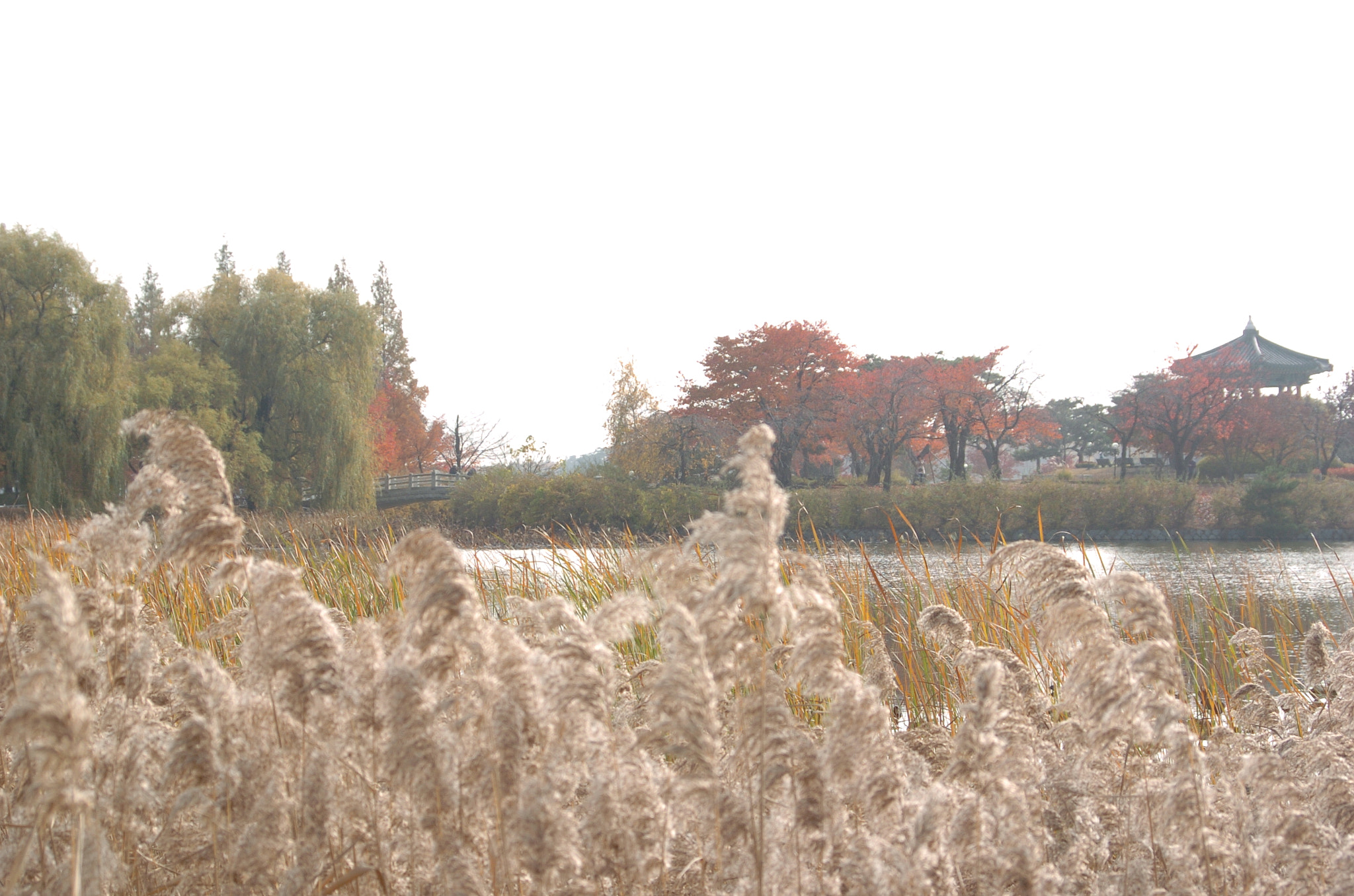 Nikon D2H sample photo. Park photography