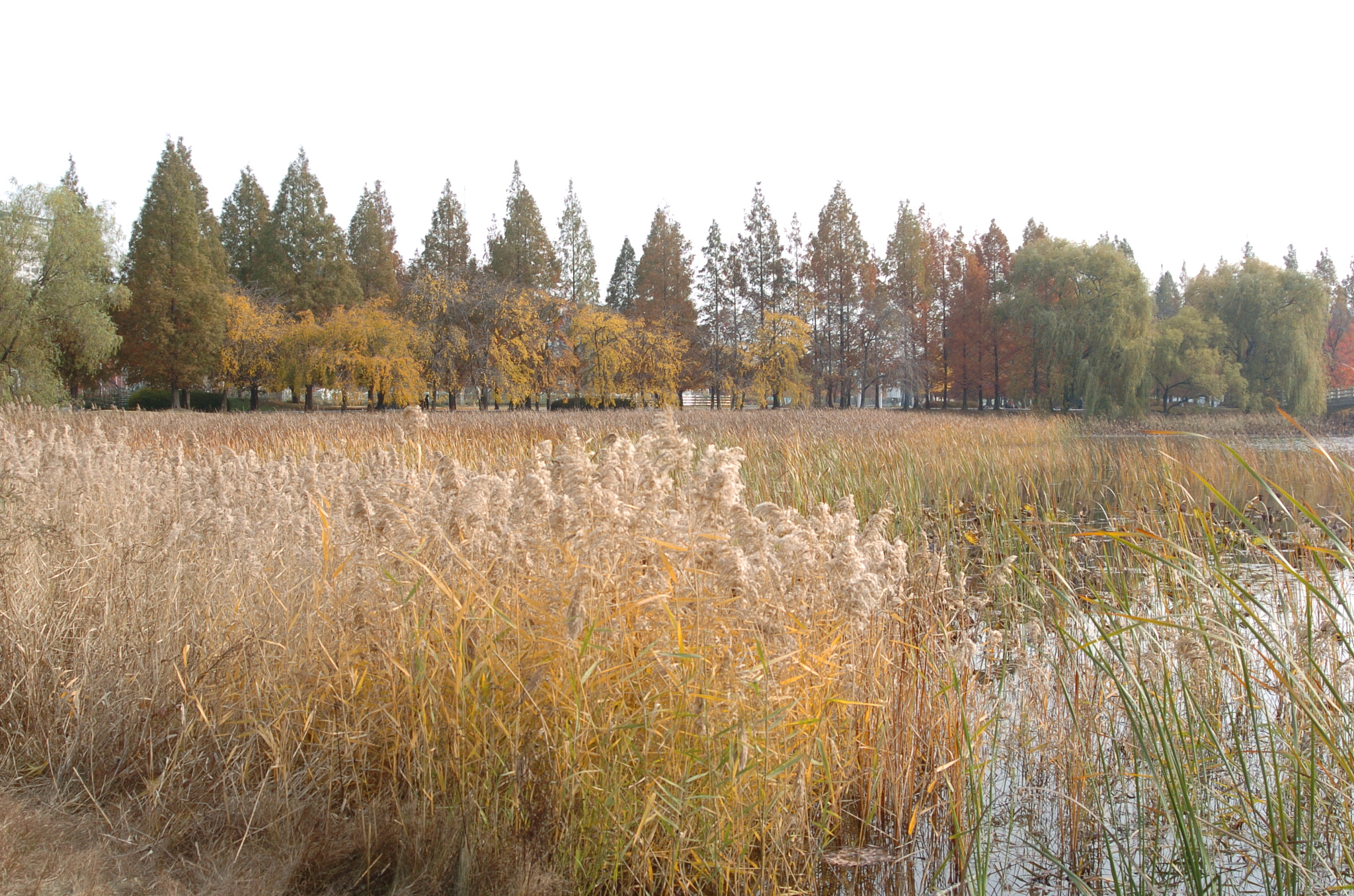 Nikon D2H sample photo. Park photography