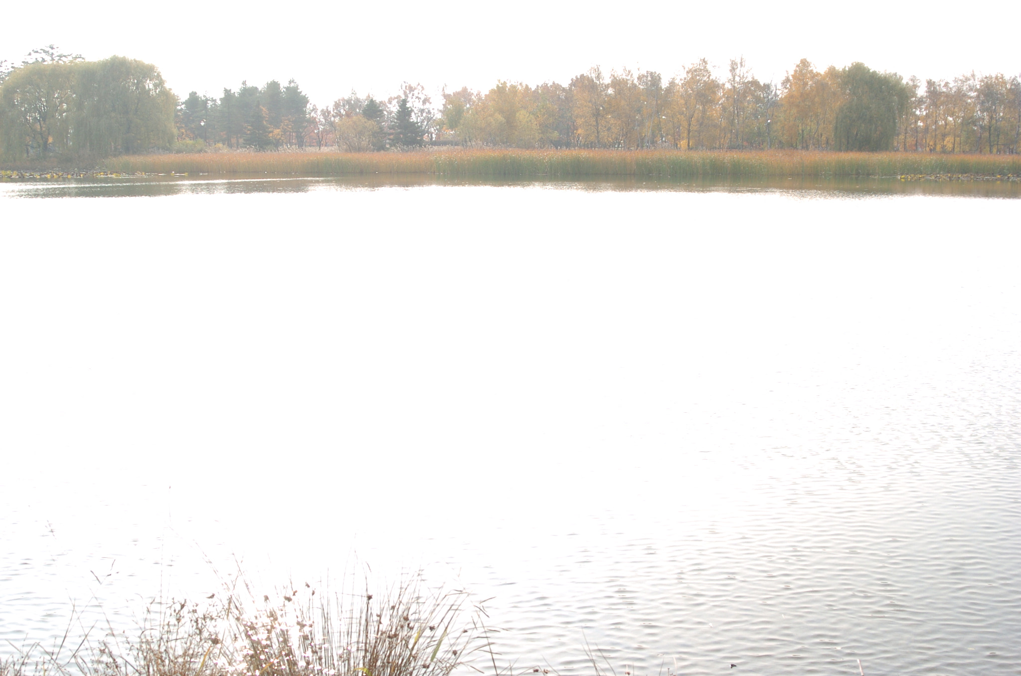 Nikon D2H sample photo. Park photography