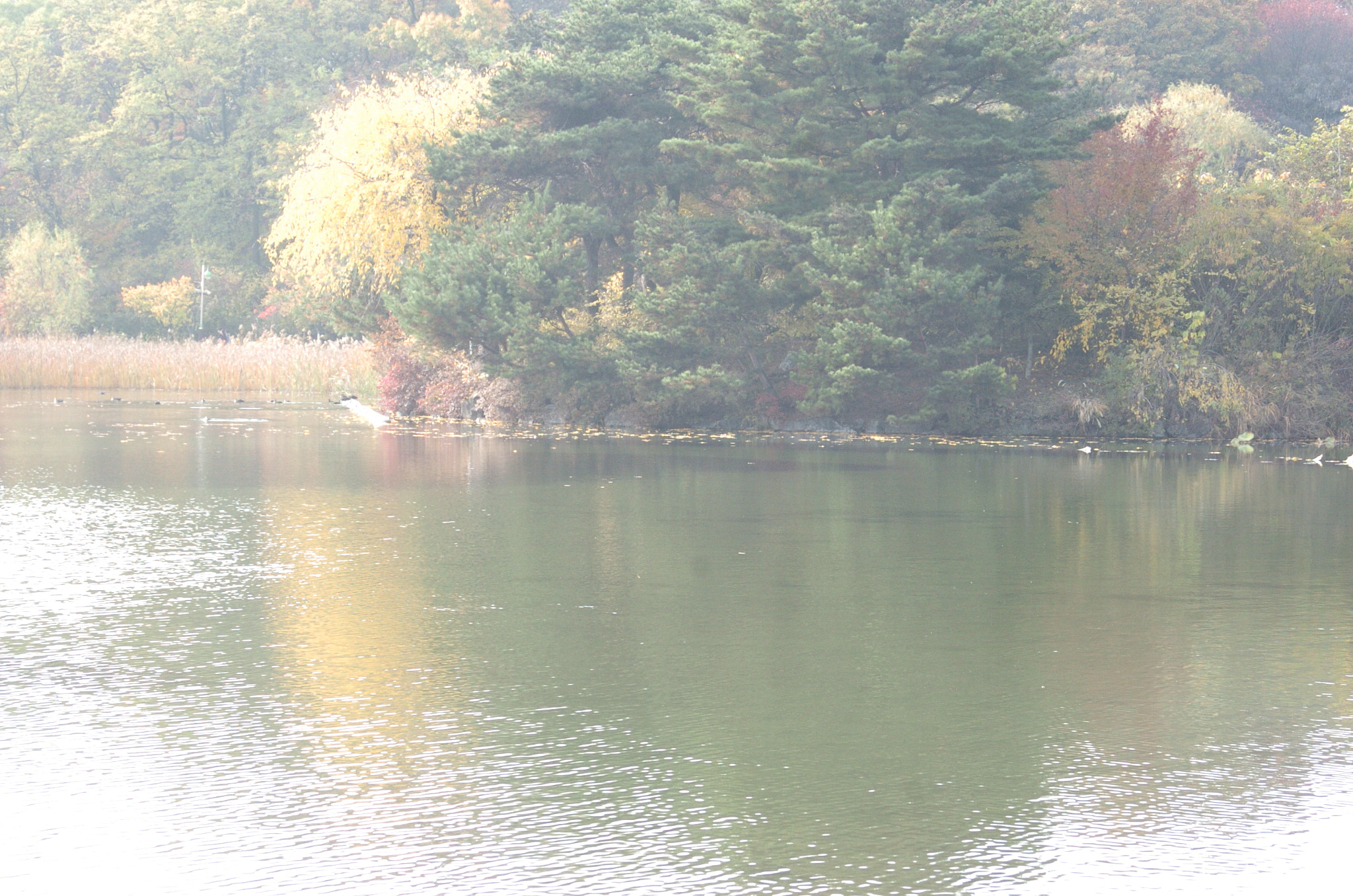 Nikon D2H sample photo. Park photography