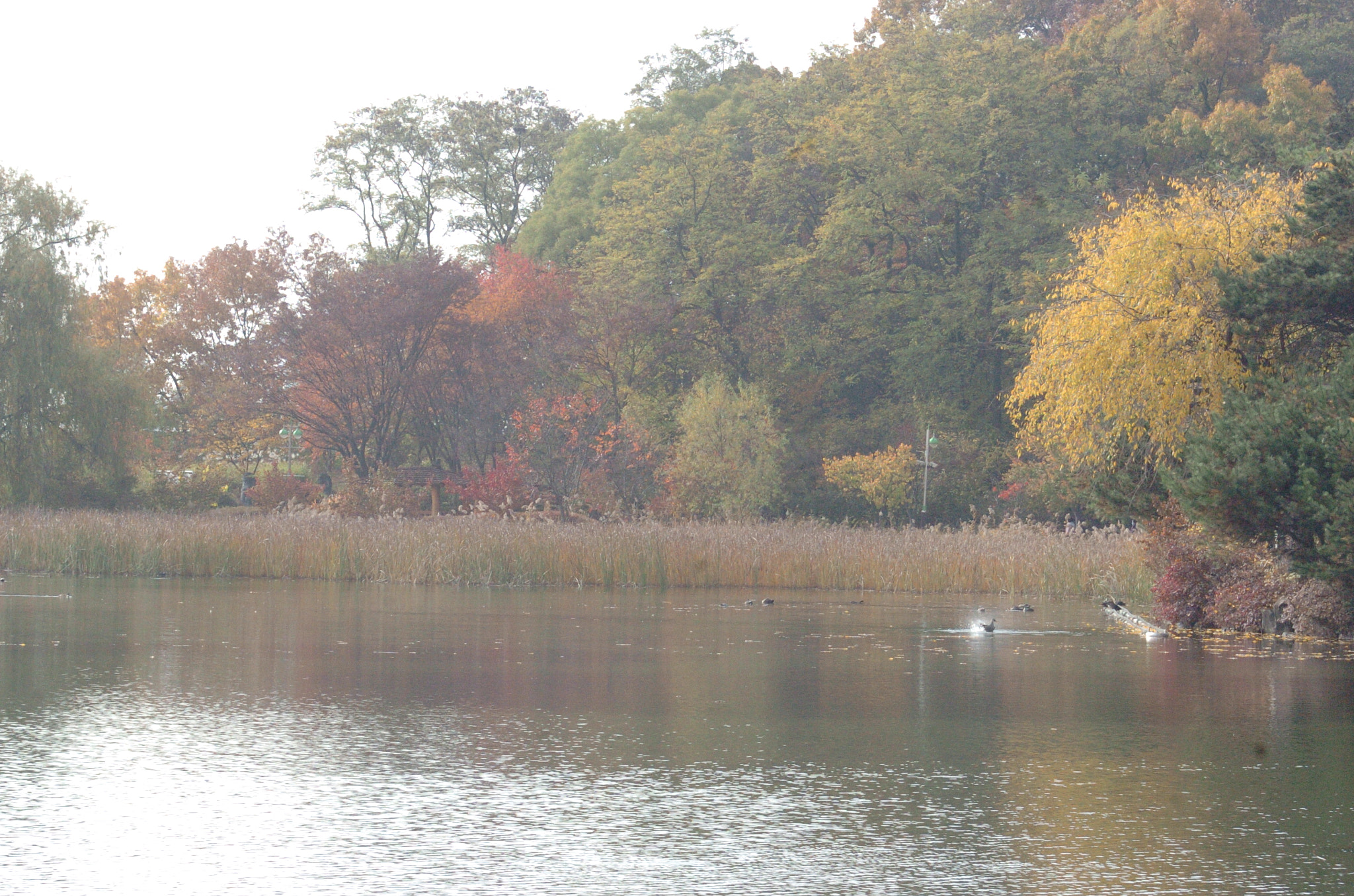Nikon D2H sample photo. Park photography