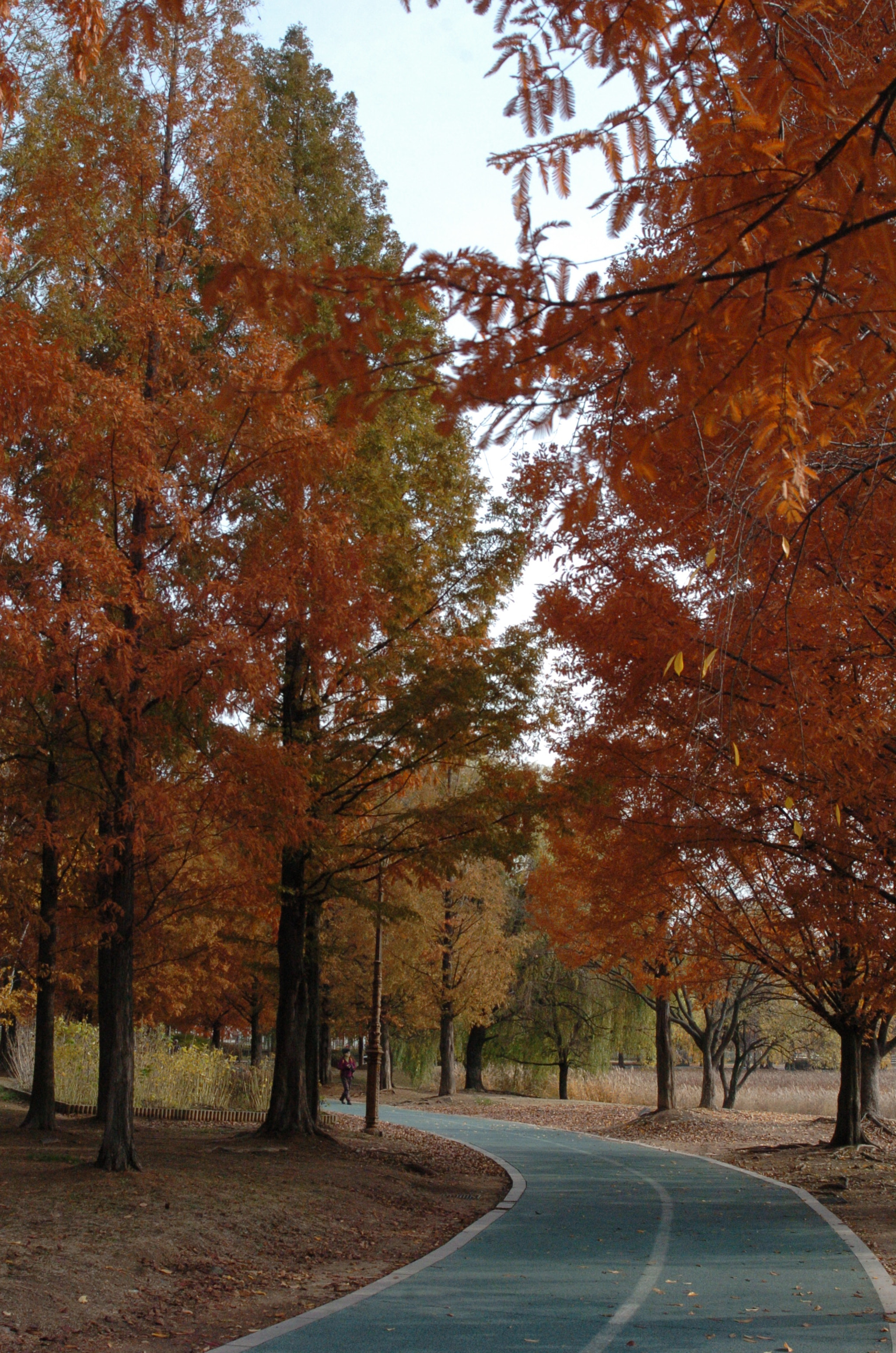 Nikon D2H sample photo. Park photography