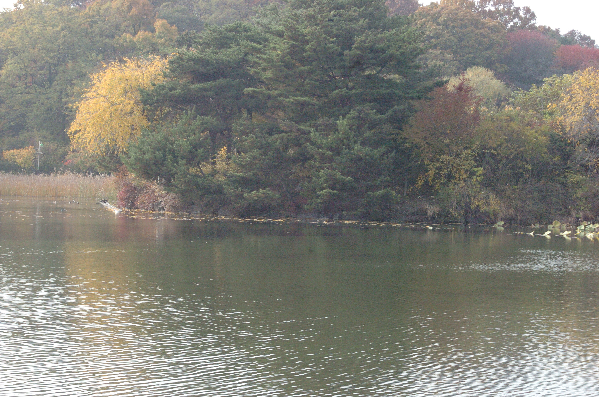 Nikon D2H sample photo. Park photography