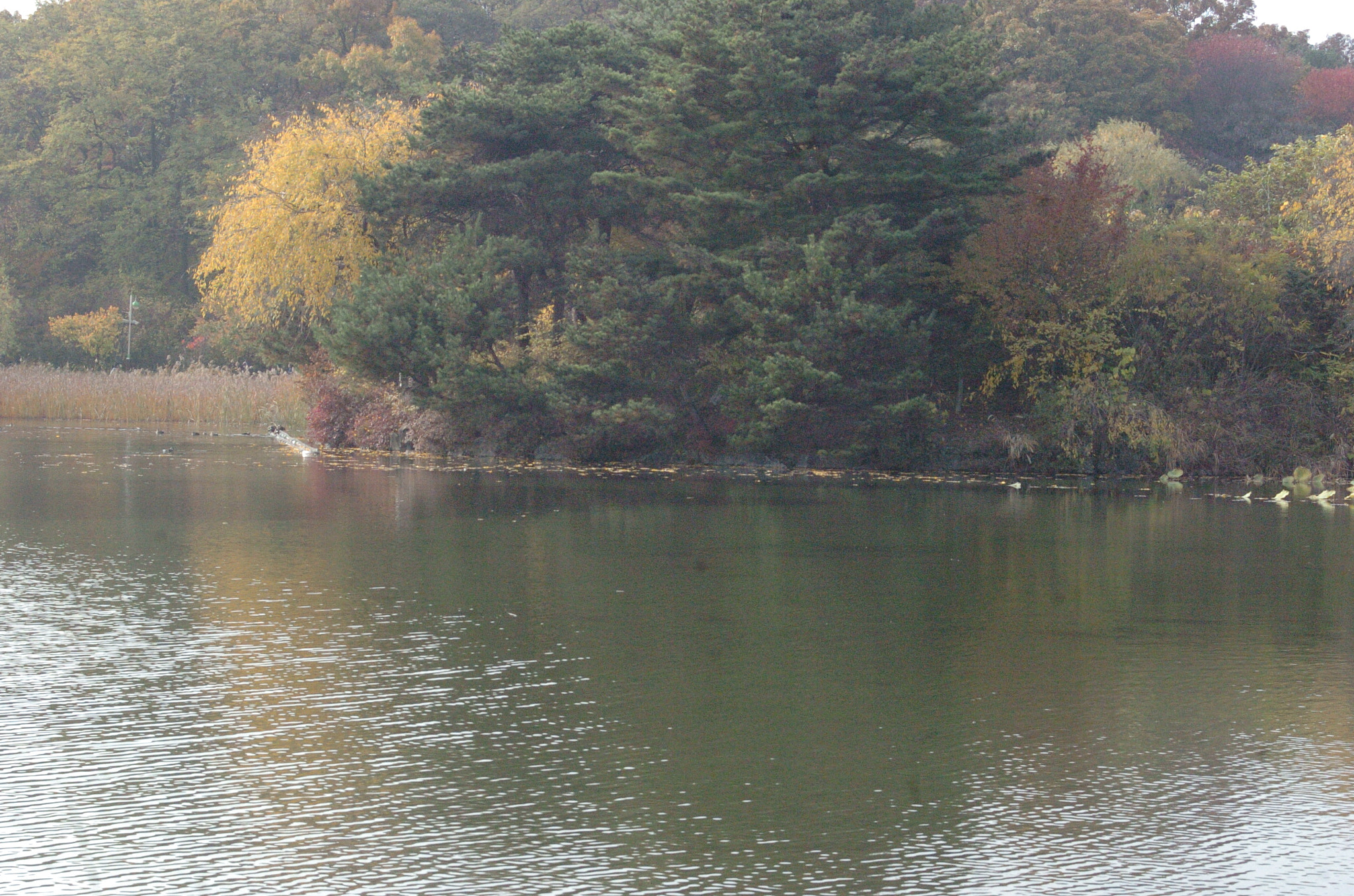 Nikon D2H sample photo. Park photography