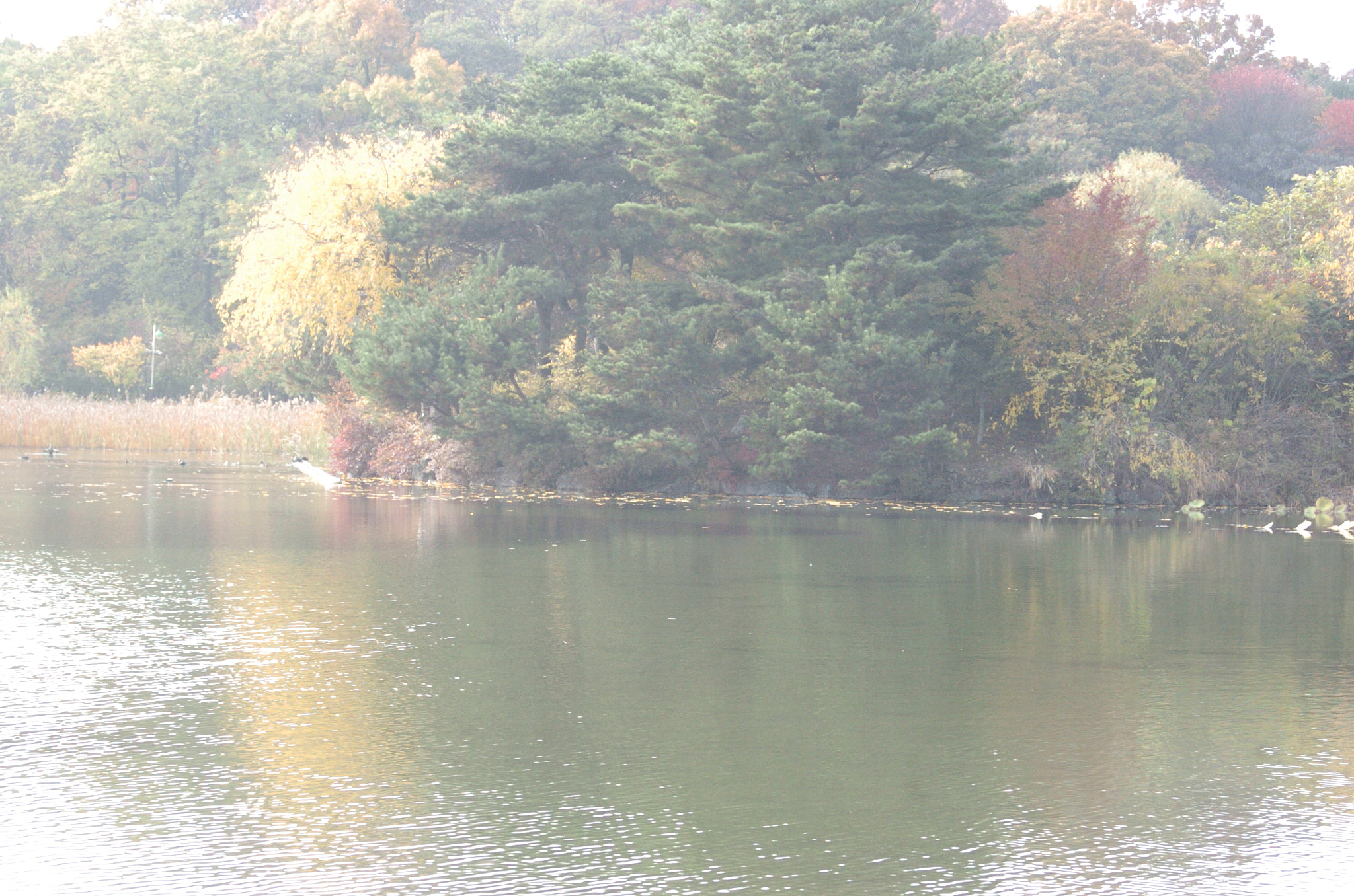 Nikon D2H sample photo. Park photography