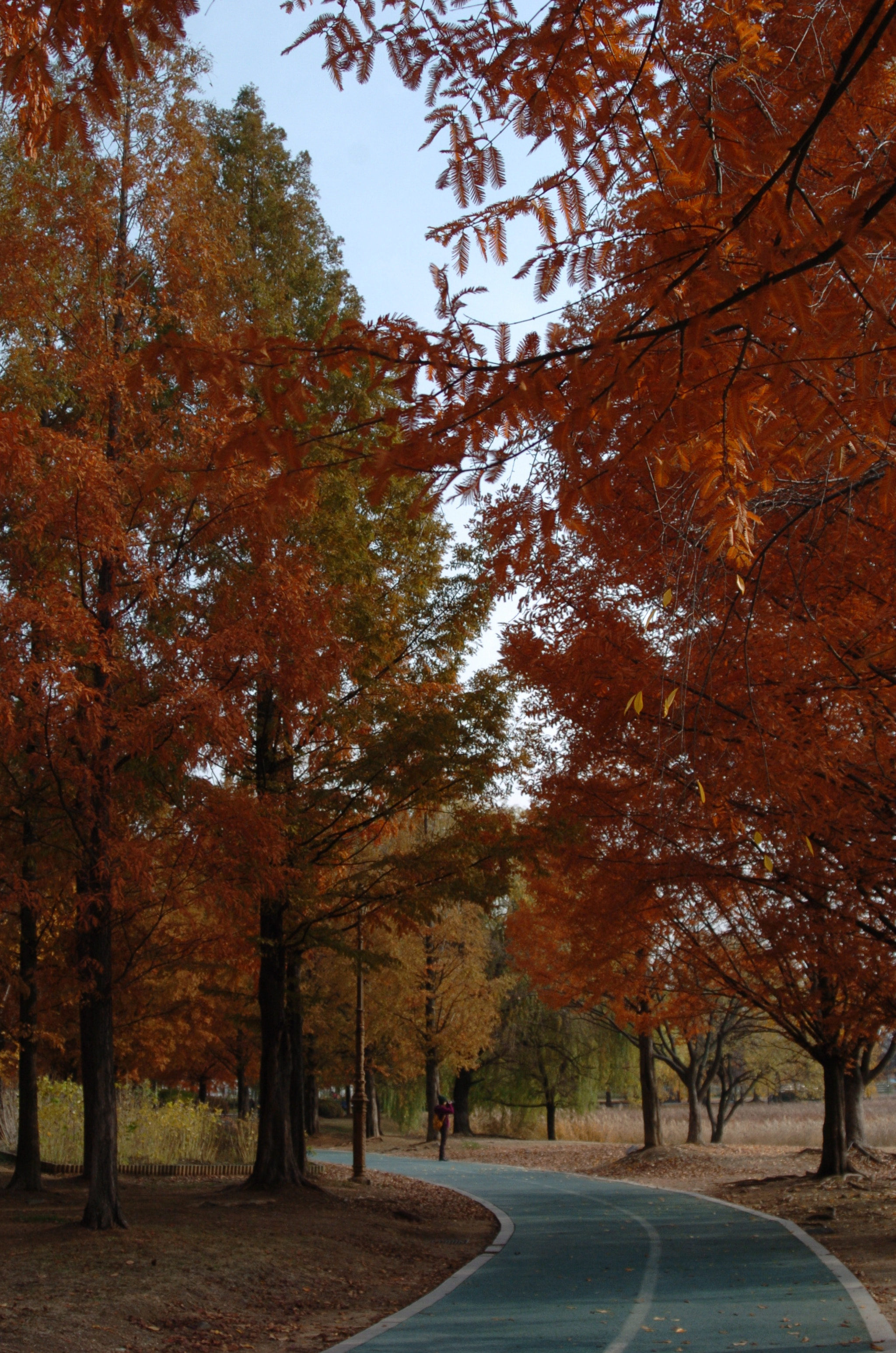 Nikon D2H sample photo. Park photography