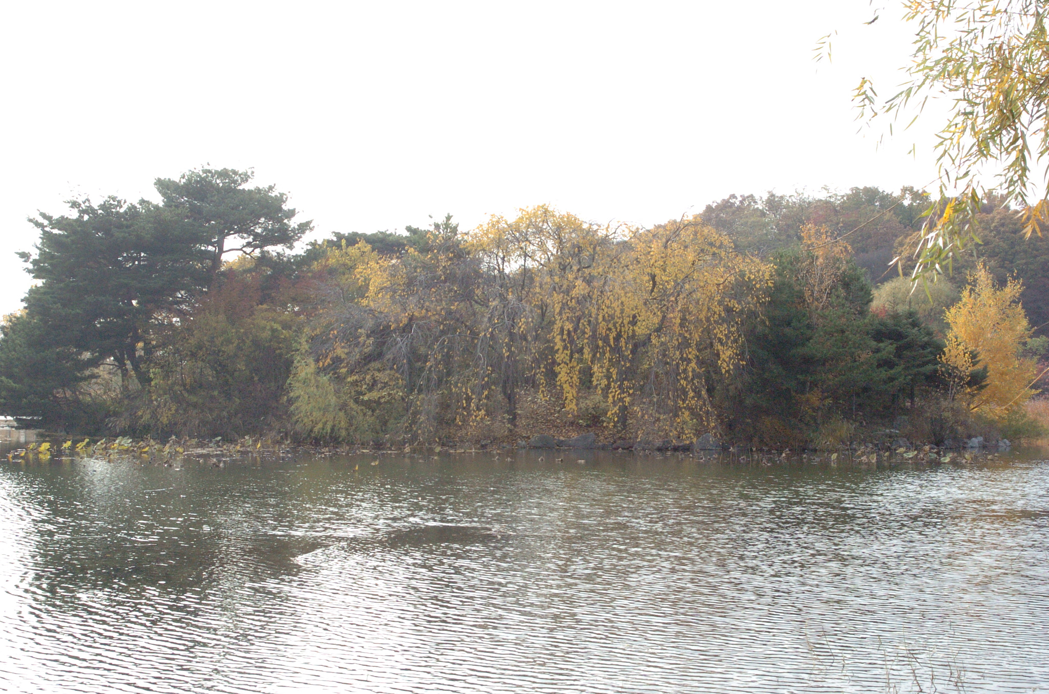 Nikon D2H sample photo. Park photography