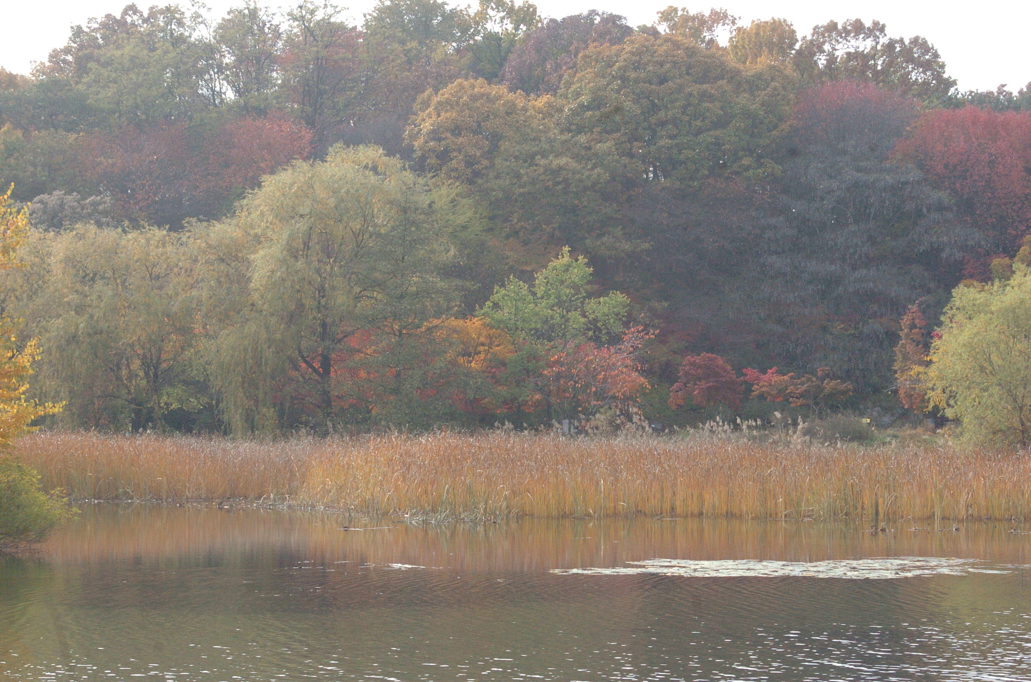 Nikon D2H sample photo. Park photography