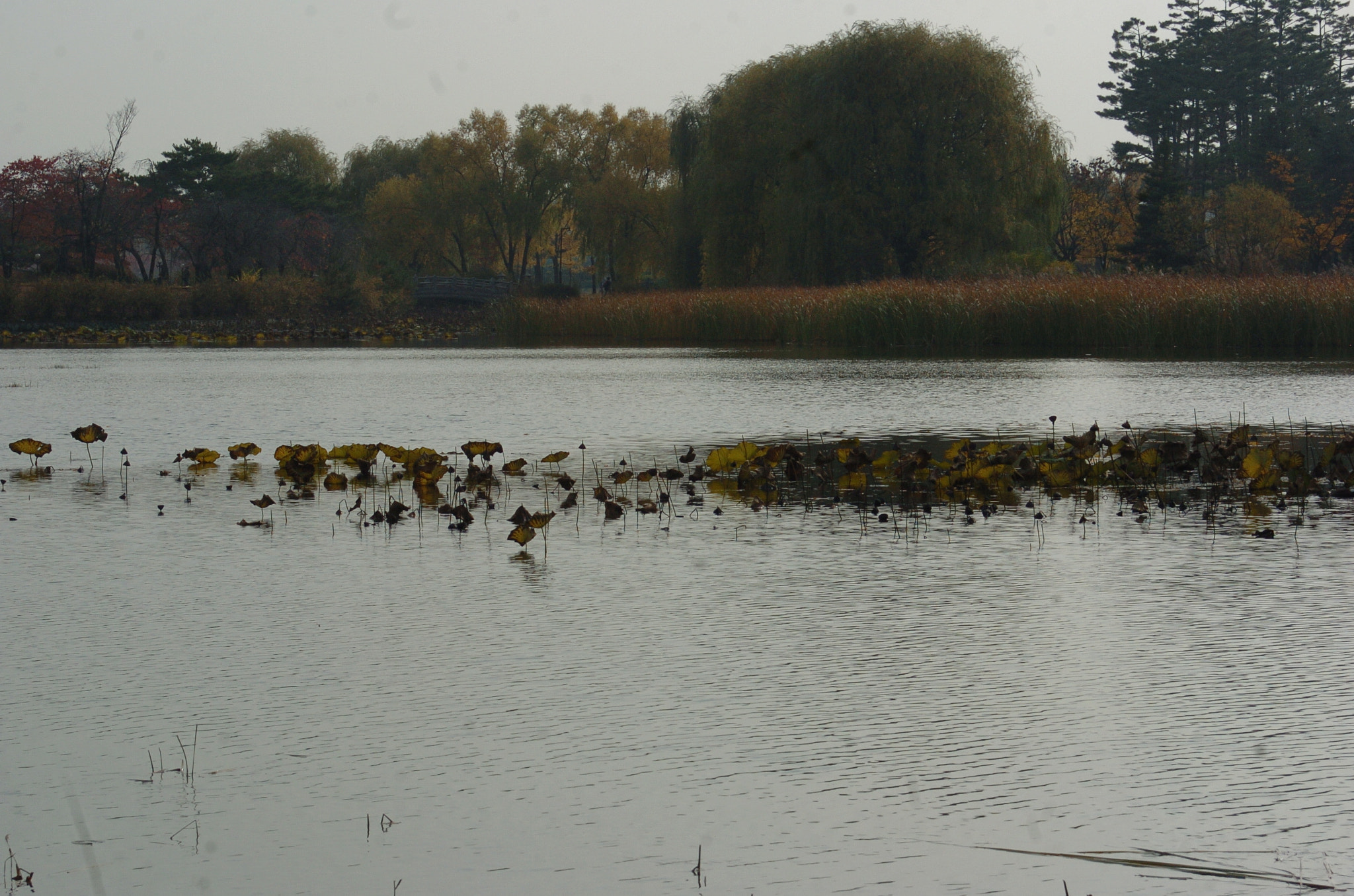 Nikon D2H sample photo. Park photography