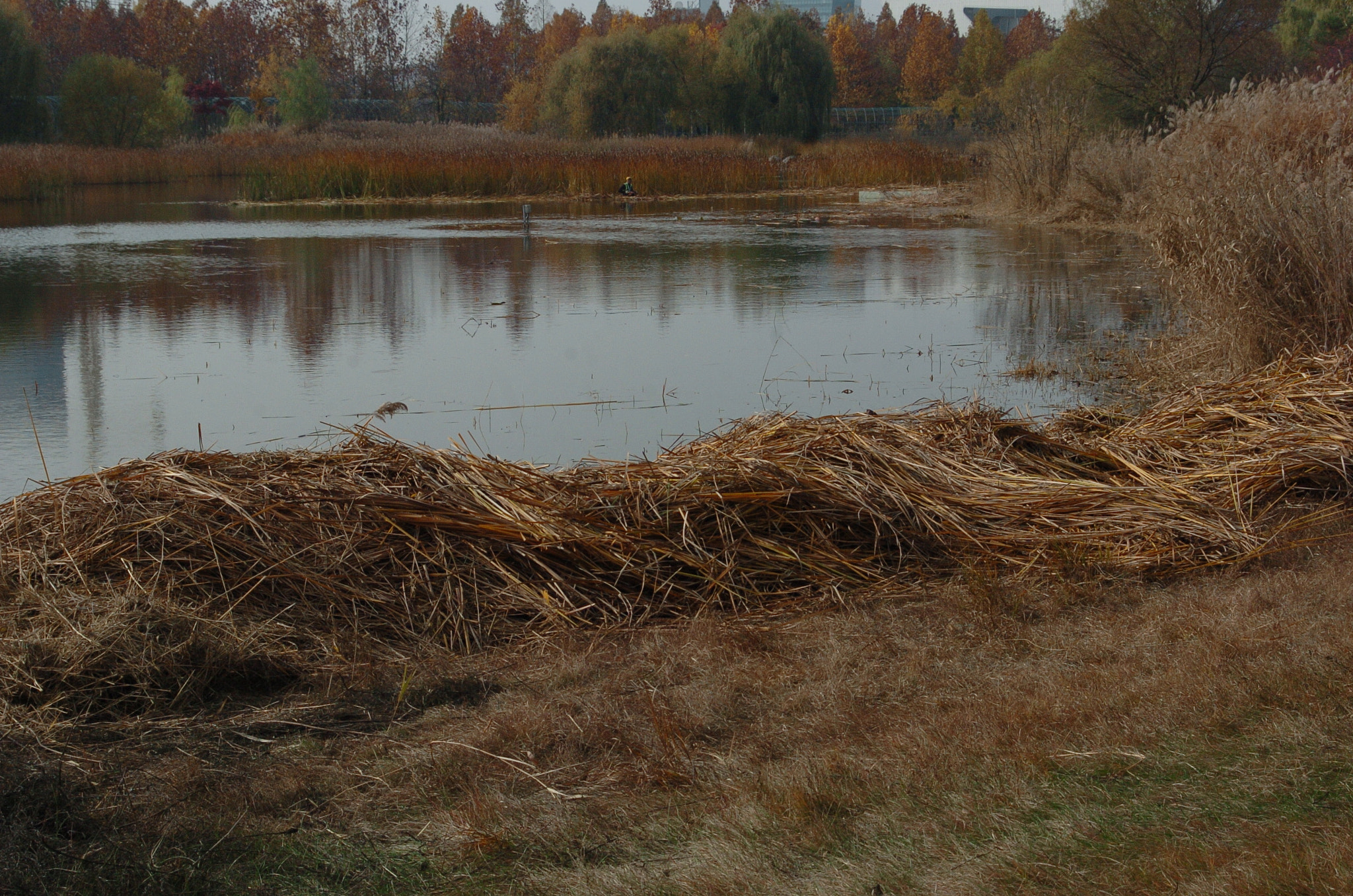 Nikon D2H sample photo. Park photography
