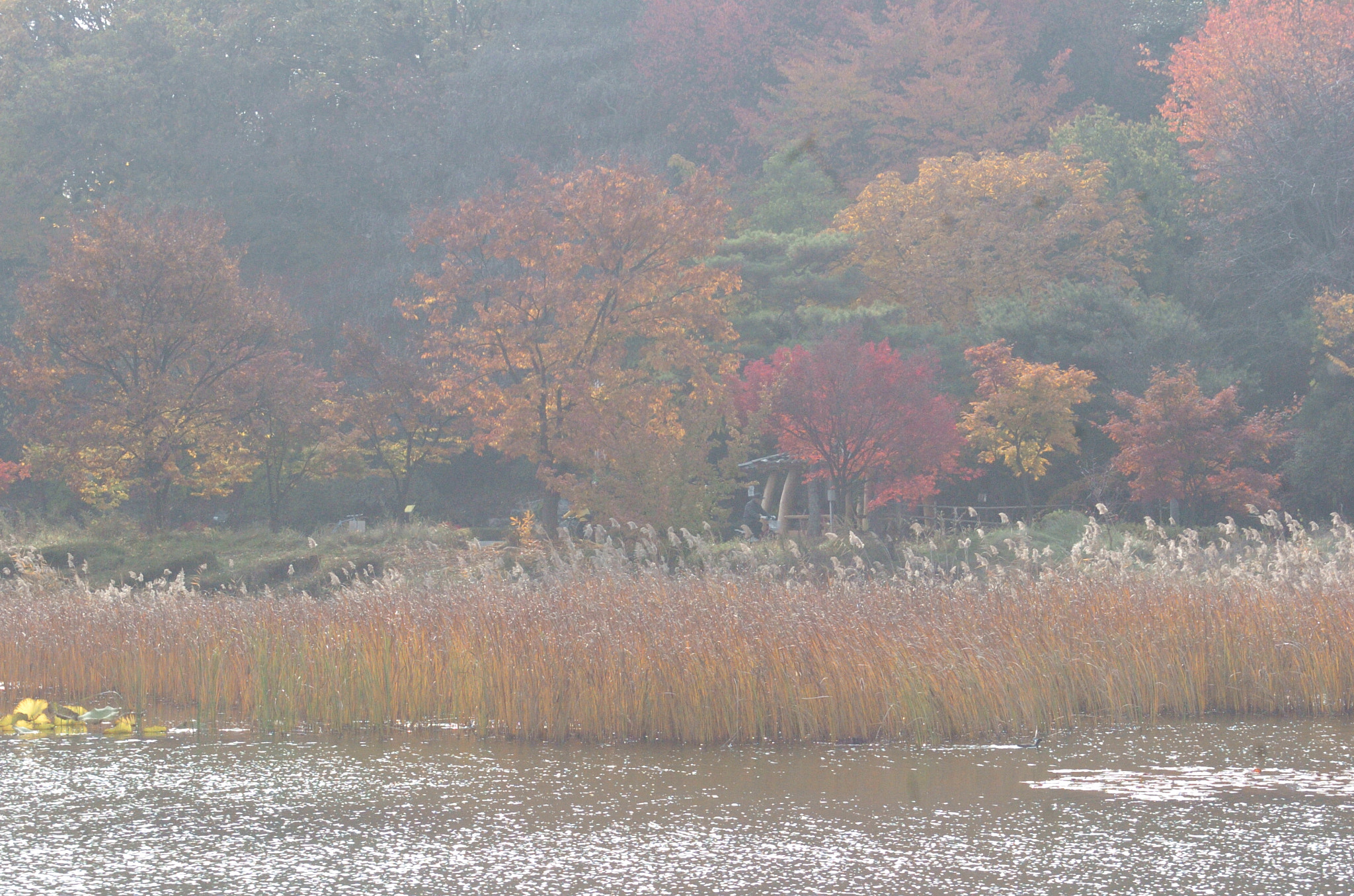 Nikon D2H sample photo. Park photography