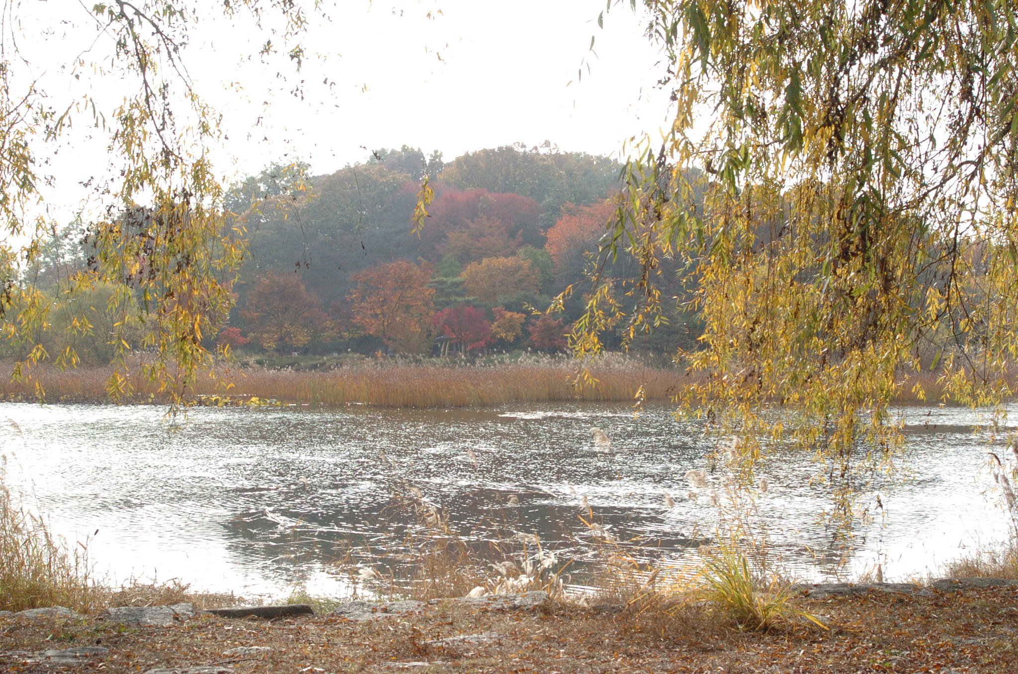 Nikon D2H sample photo. Park photography