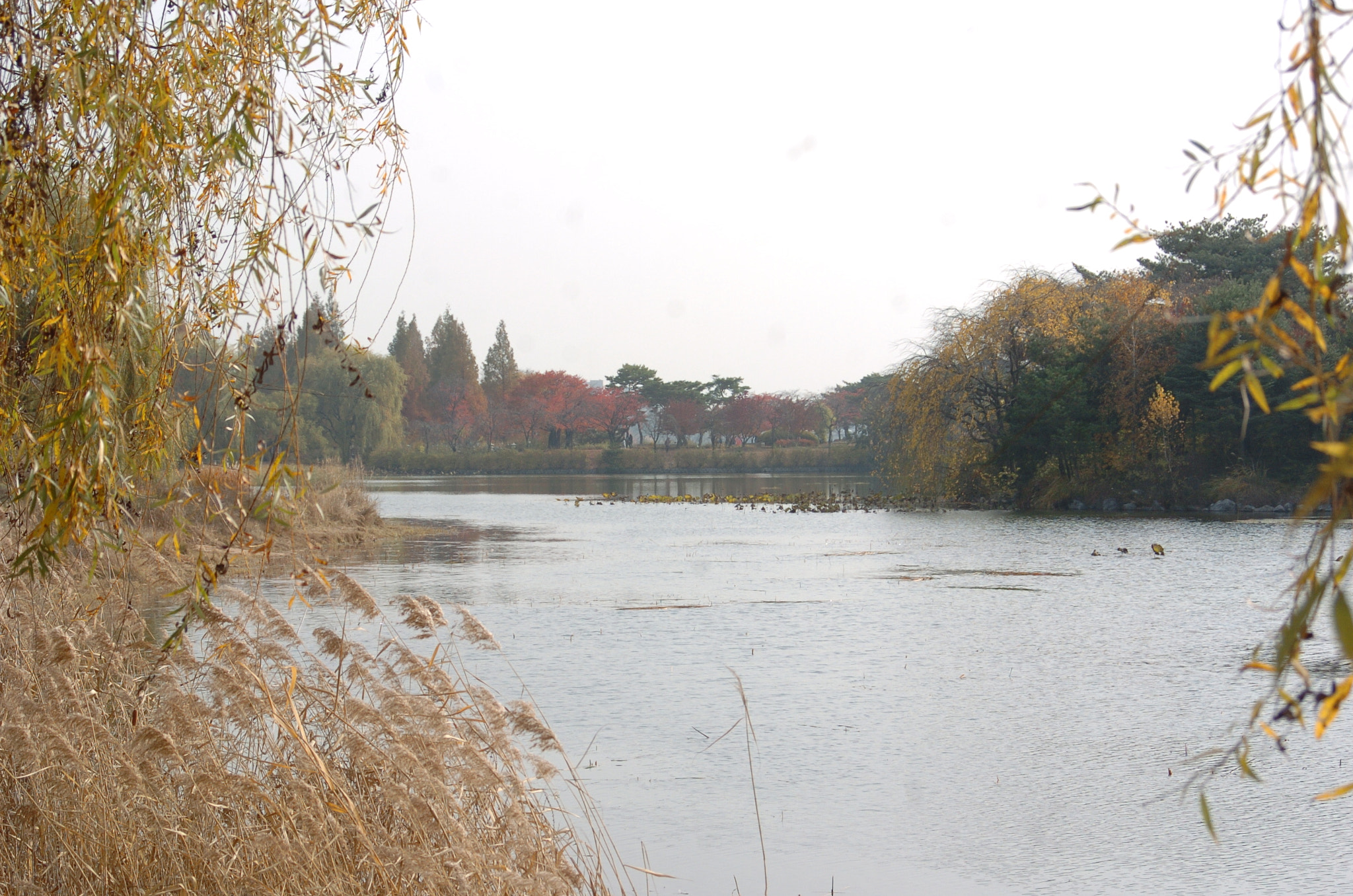 Nikon D2H sample photo. Park photography
