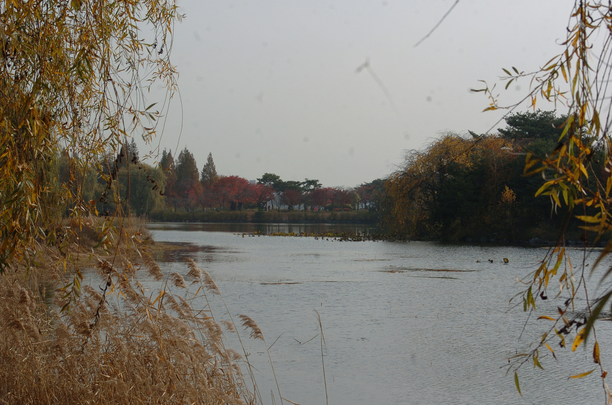 Nikon D2H sample photo. Park photography