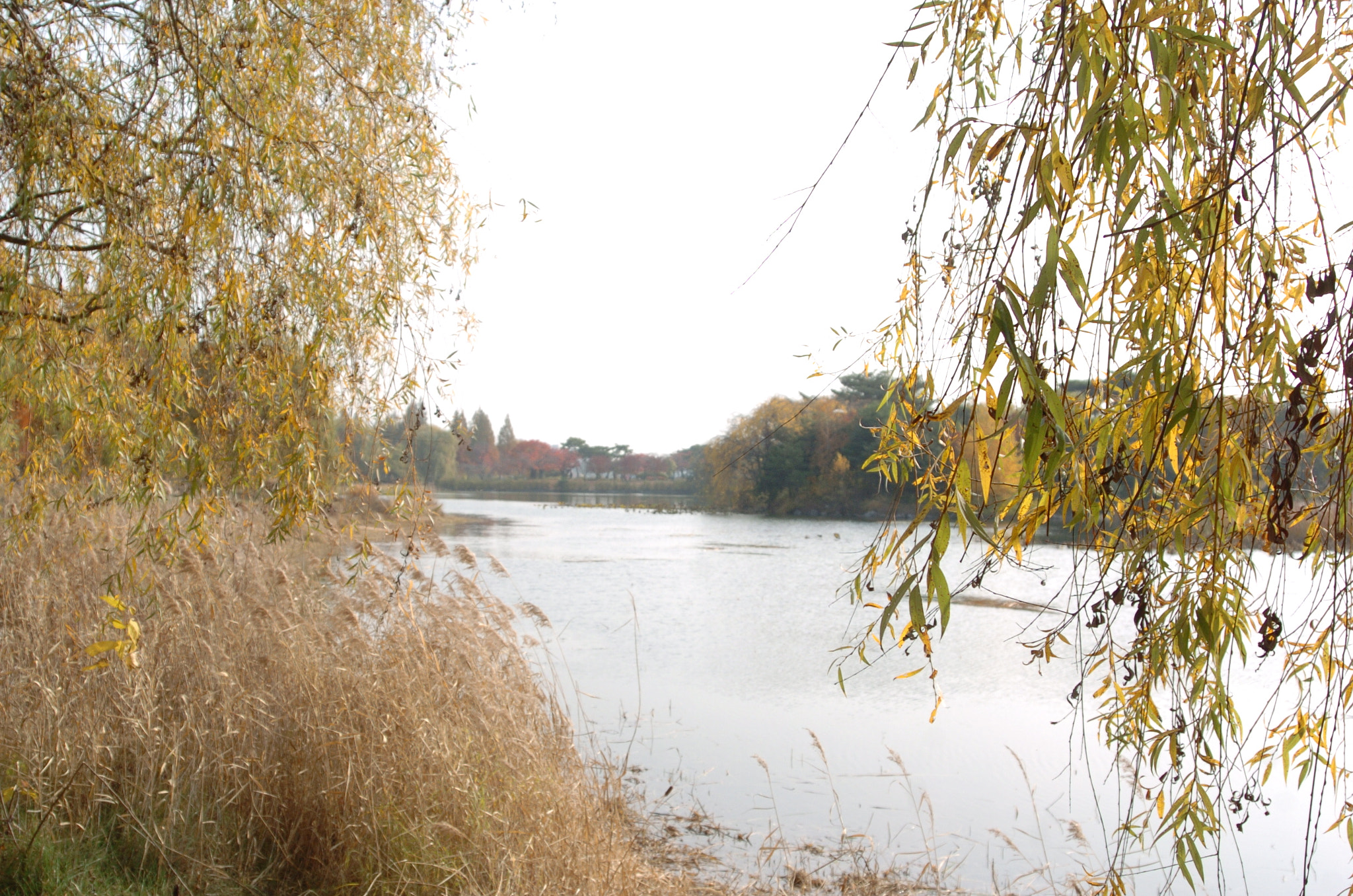 Nikon D2H sample photo. Park photography