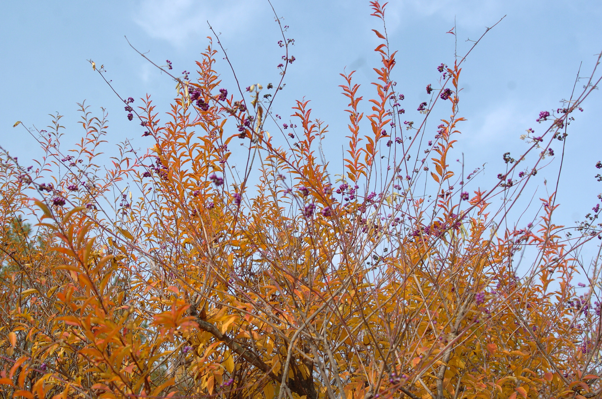 Nikon D2H sample photo. Park photography