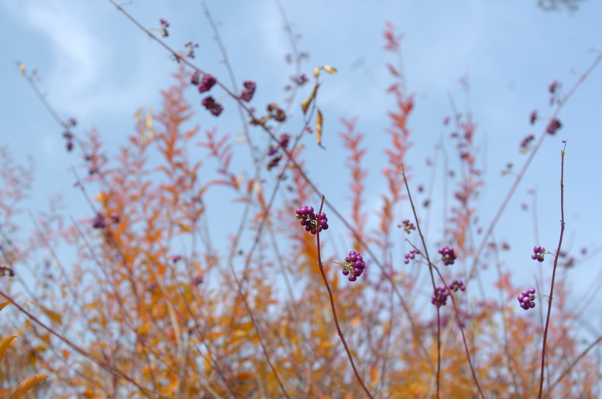 Nikon D2H sample photo. Park photography