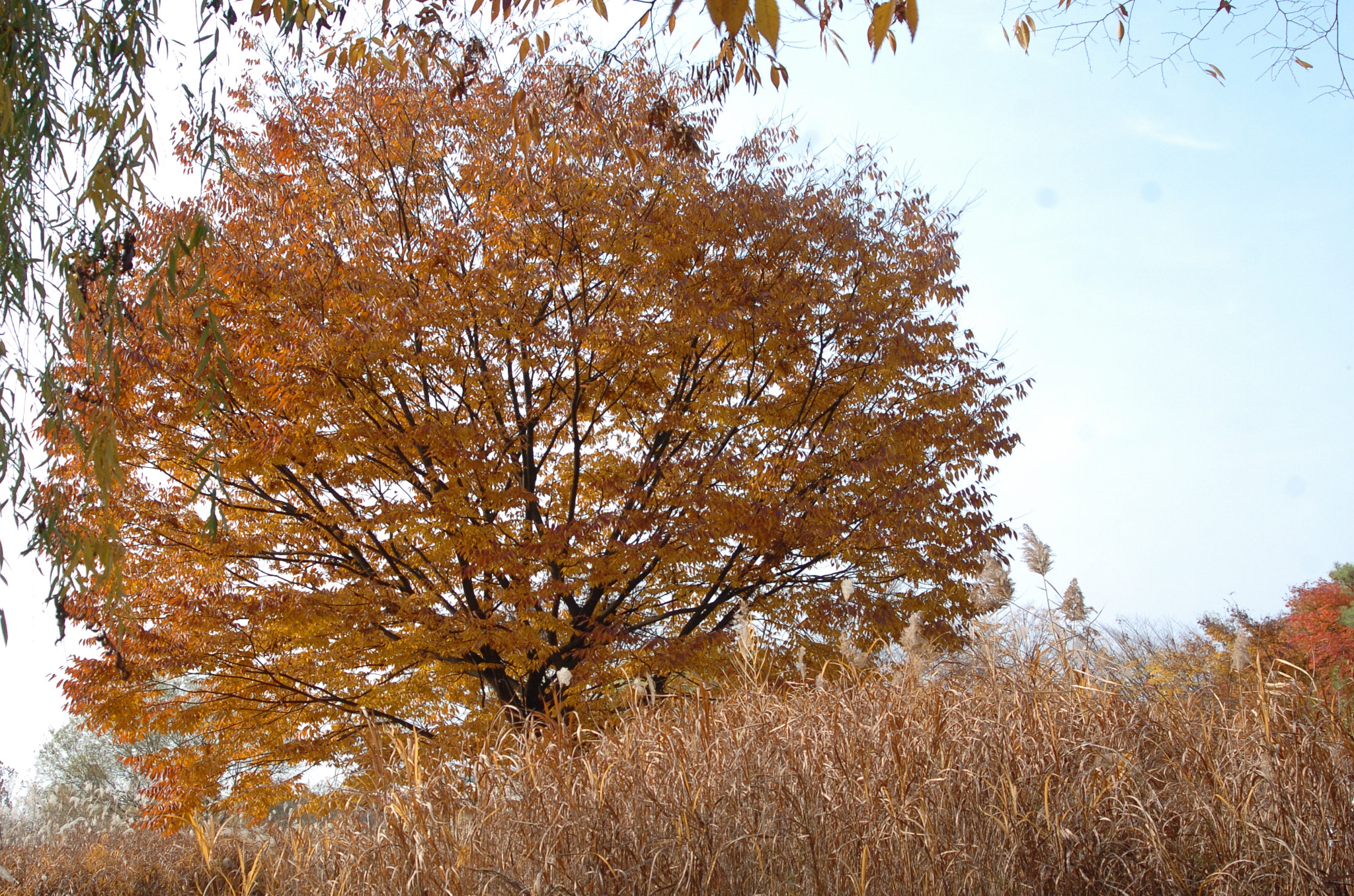 Nikon D2H sample photo. Park photography