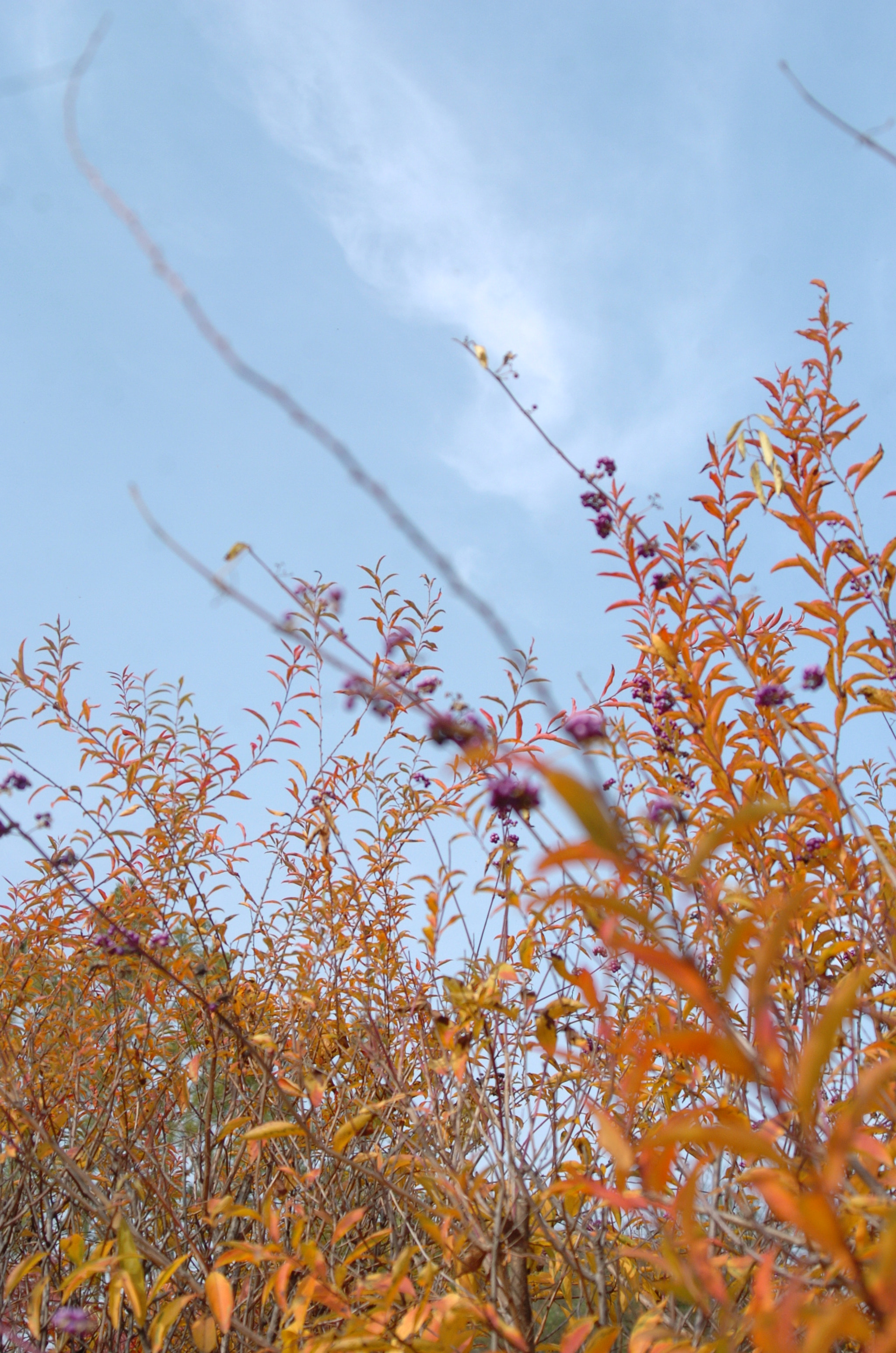 Nikon D2H sample photo. Park photography