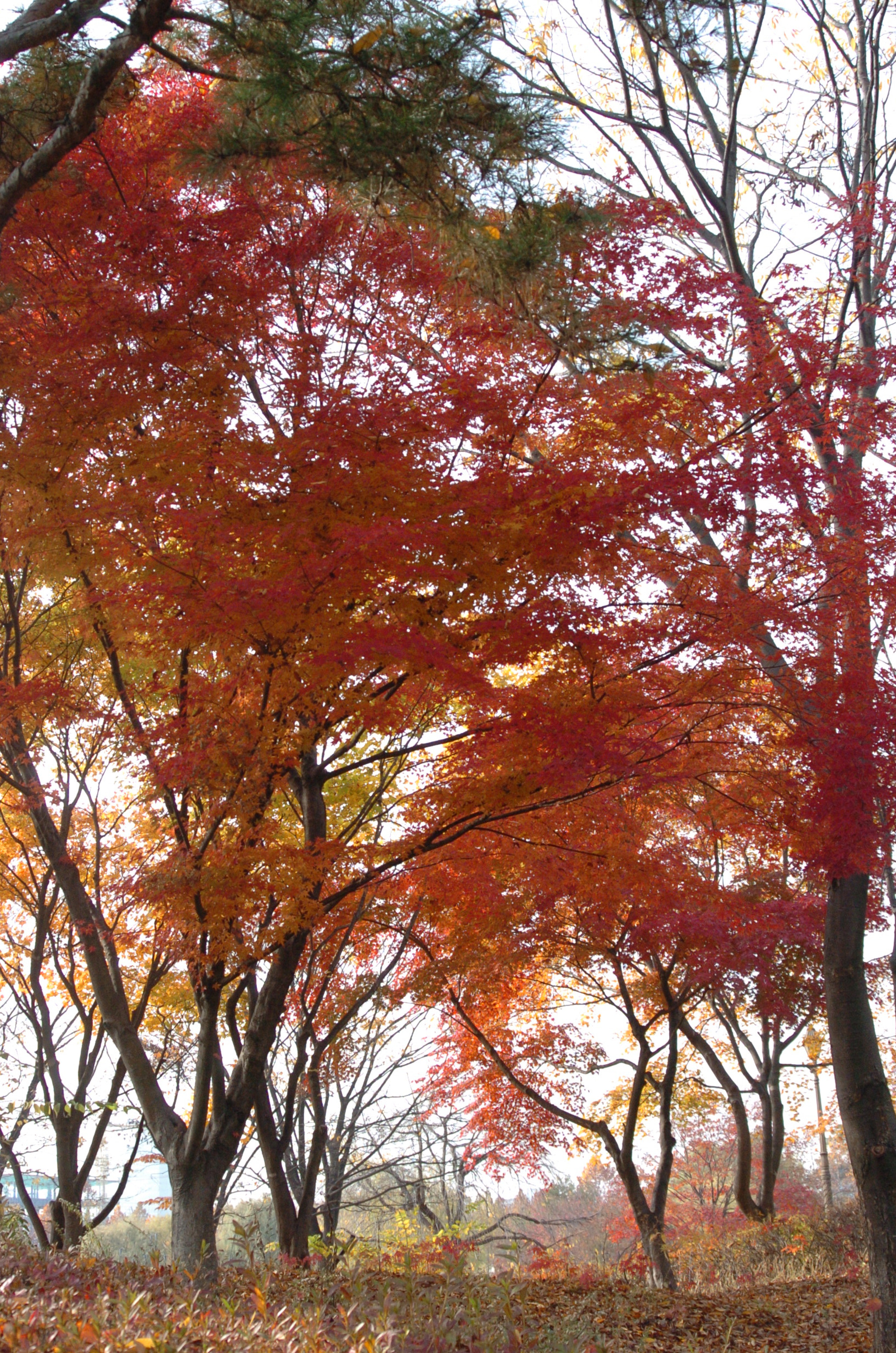 Nikon D2H sample photo. Park photography