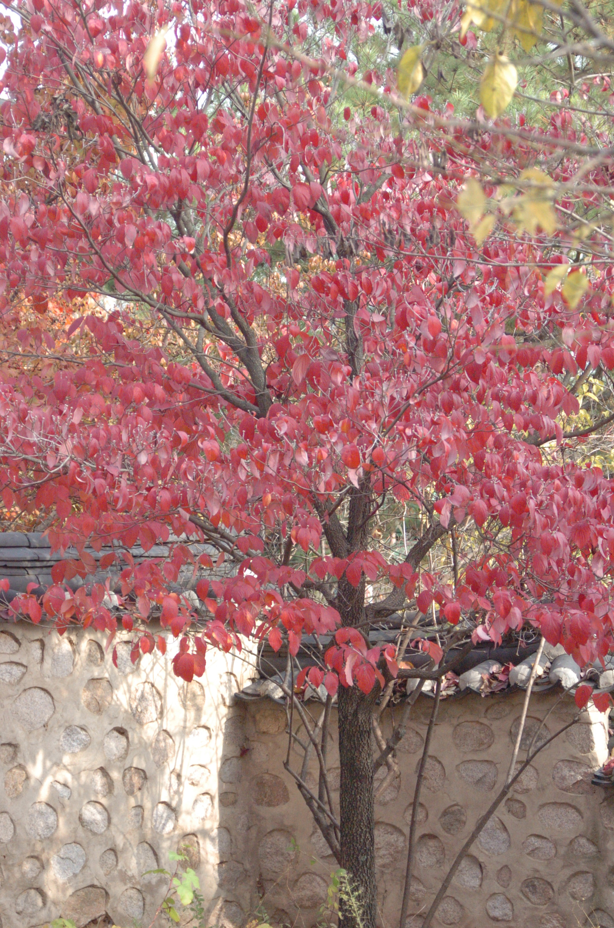 Nikon D2H sample photo. Park photography