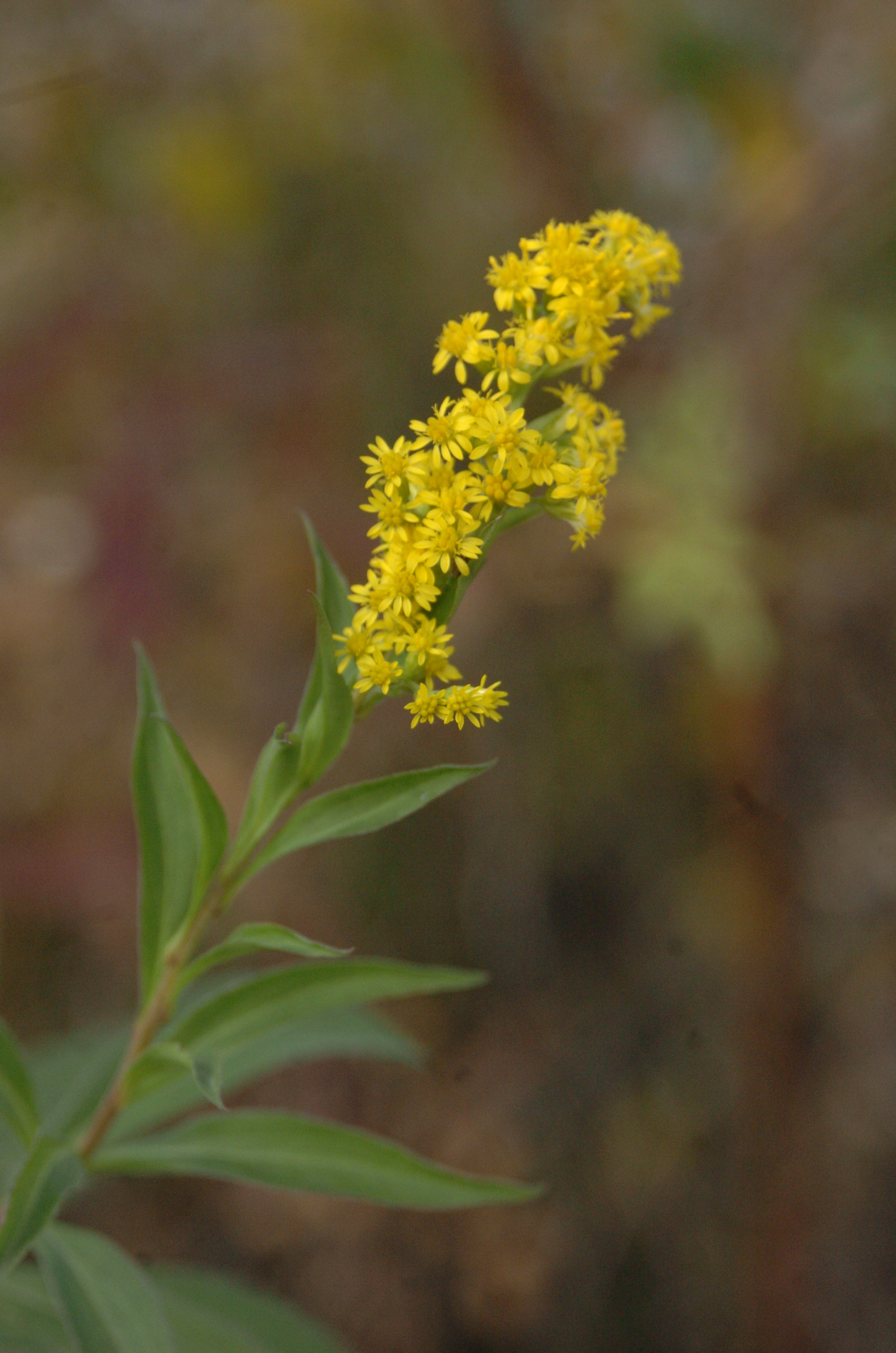 Nikon D2H sample photo. Park photography