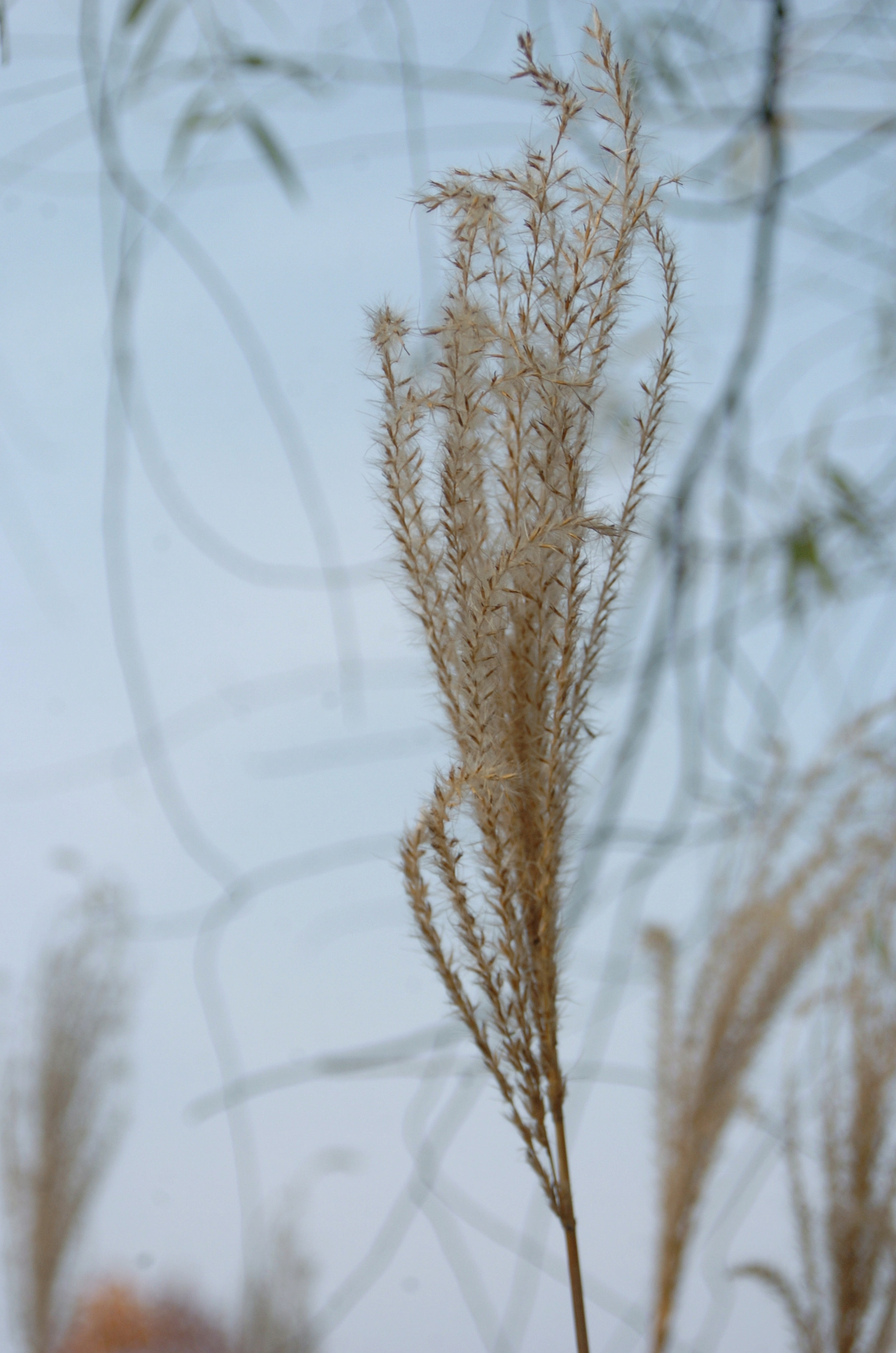 Nikon D2H sample photo. Park photography