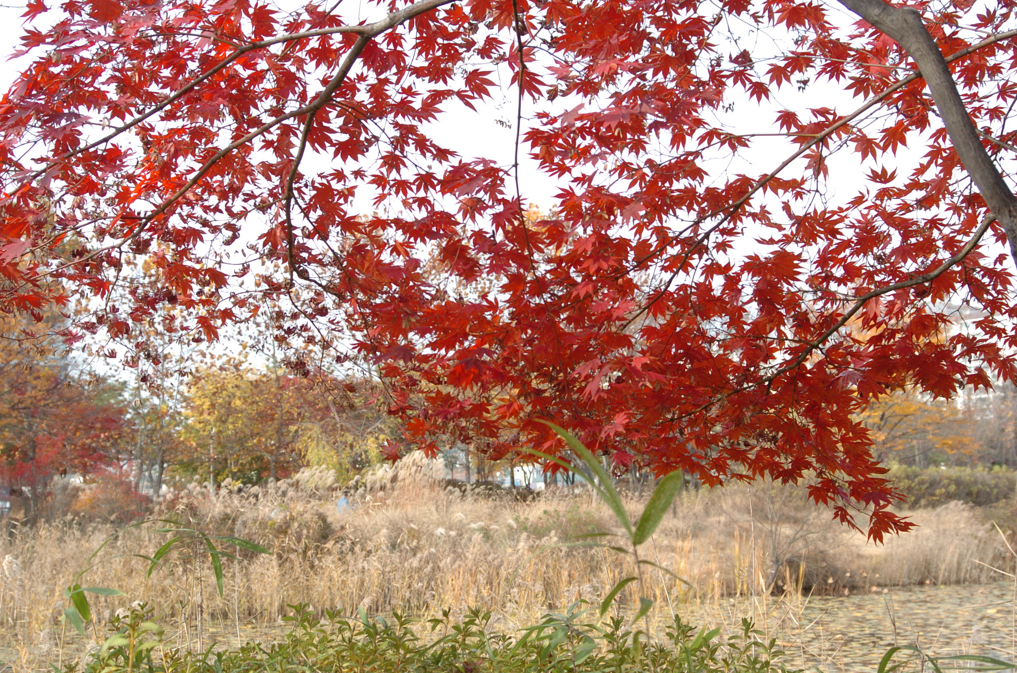 Nikon D2H sample photo. Park photography