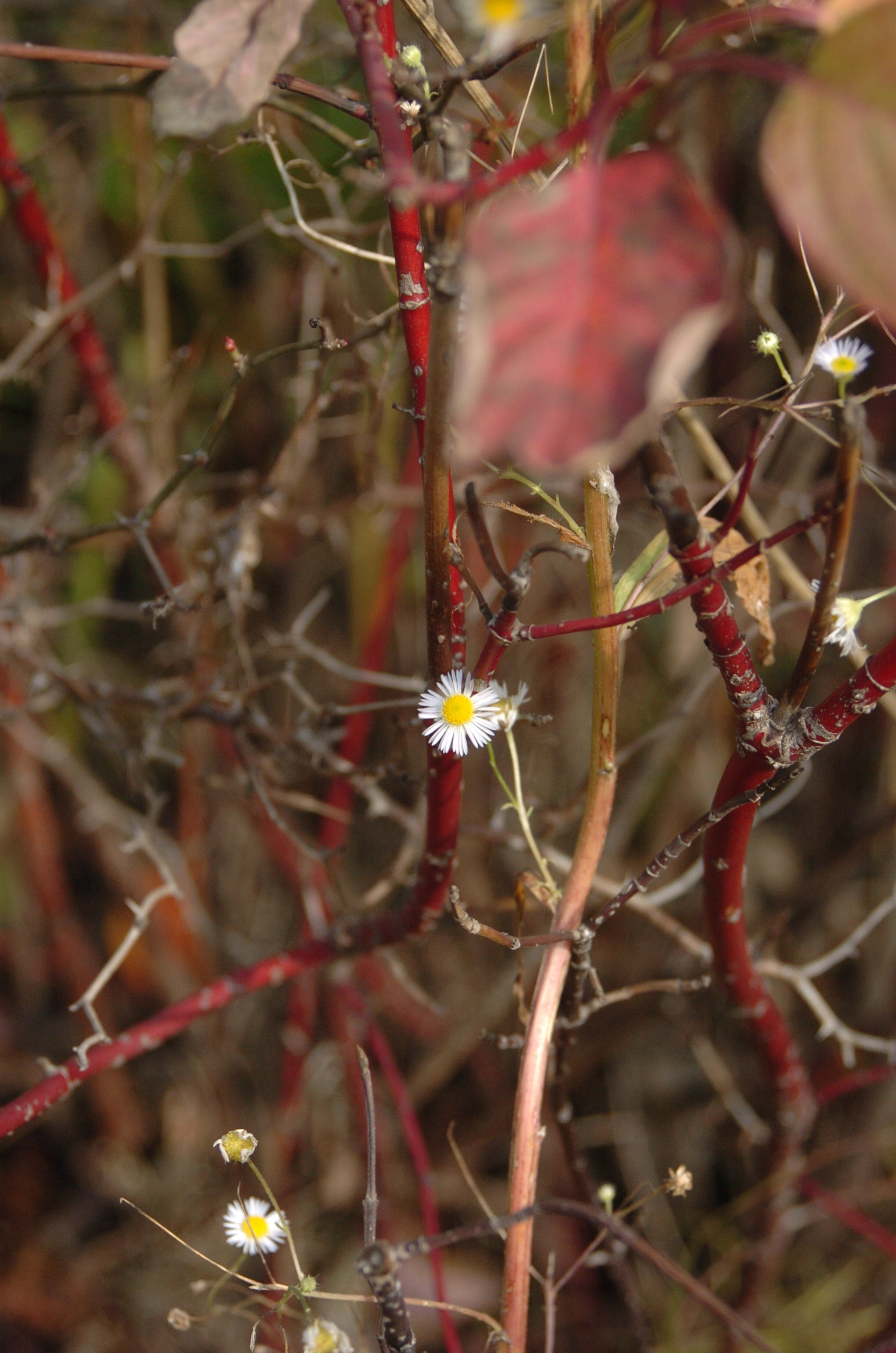 Nikon D2H sample photo. Park photography