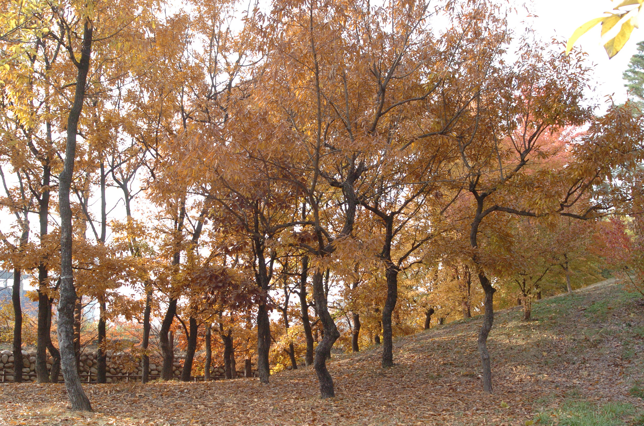 Nikon D2H sample photo. Park photography