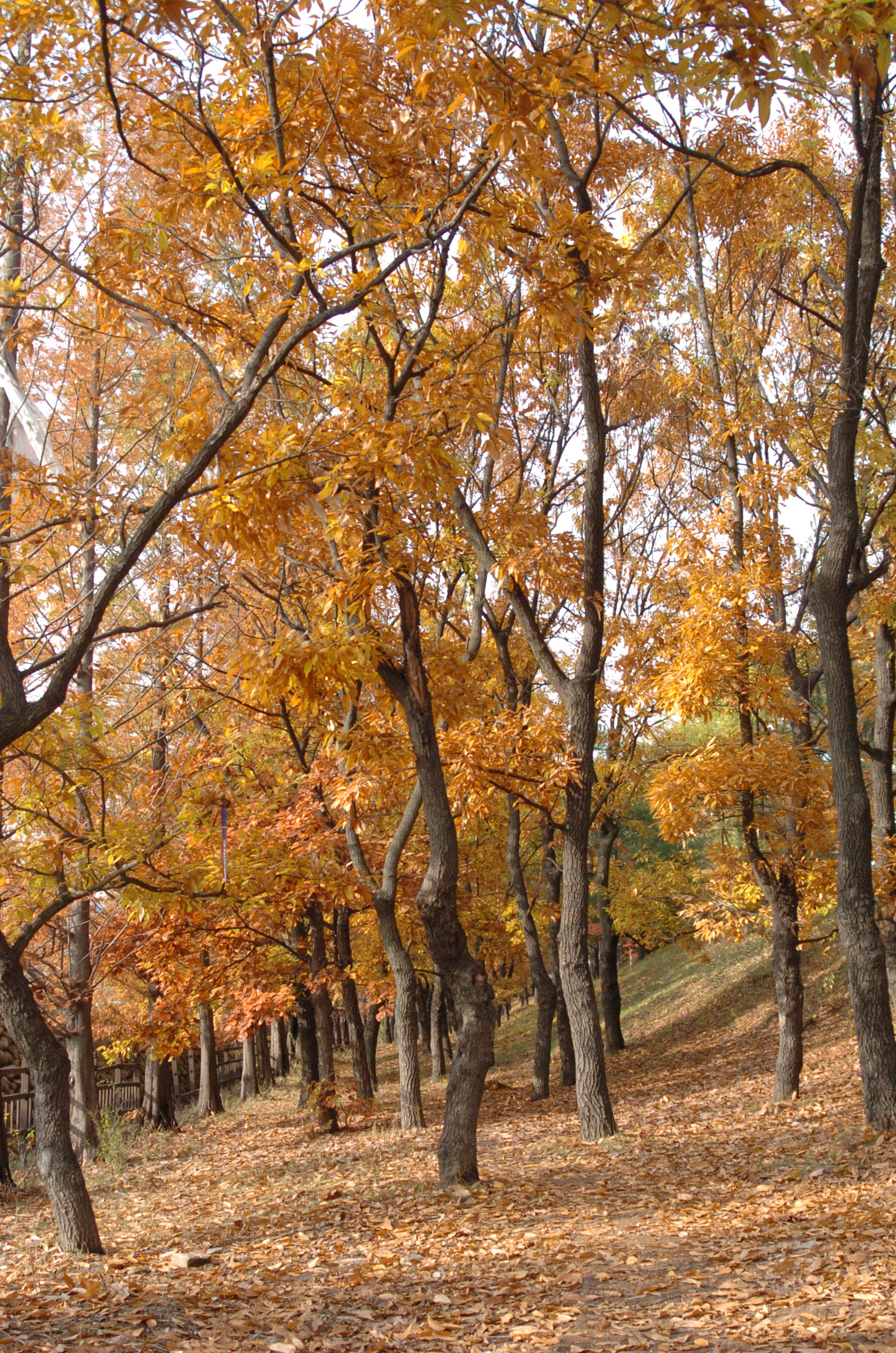 Nikon D2H sample photo. Park photography
