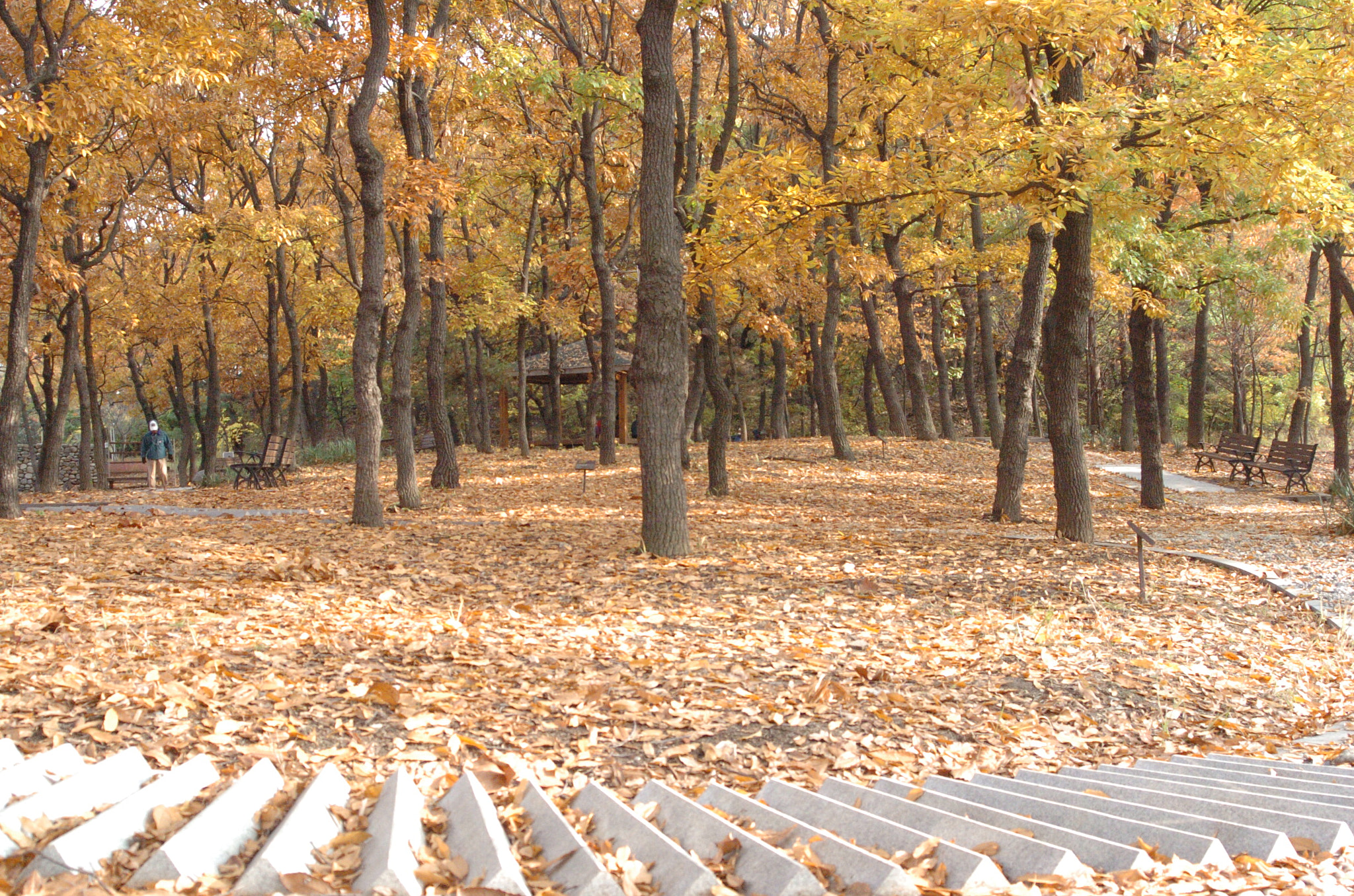Nikon D2H sample photo. Park photography