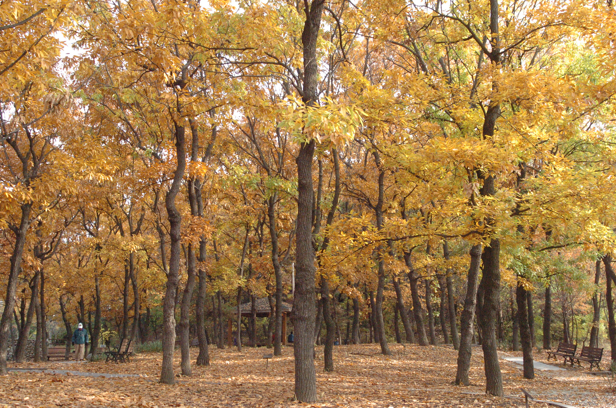Nikon D2H sample photo. Park photography