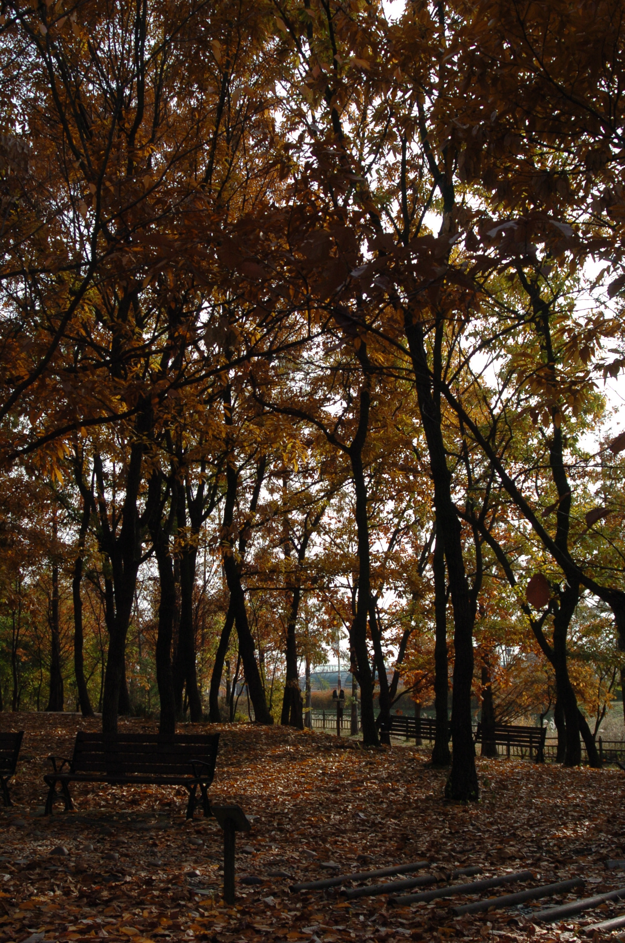 Nikon D2H sample photo. Park photography