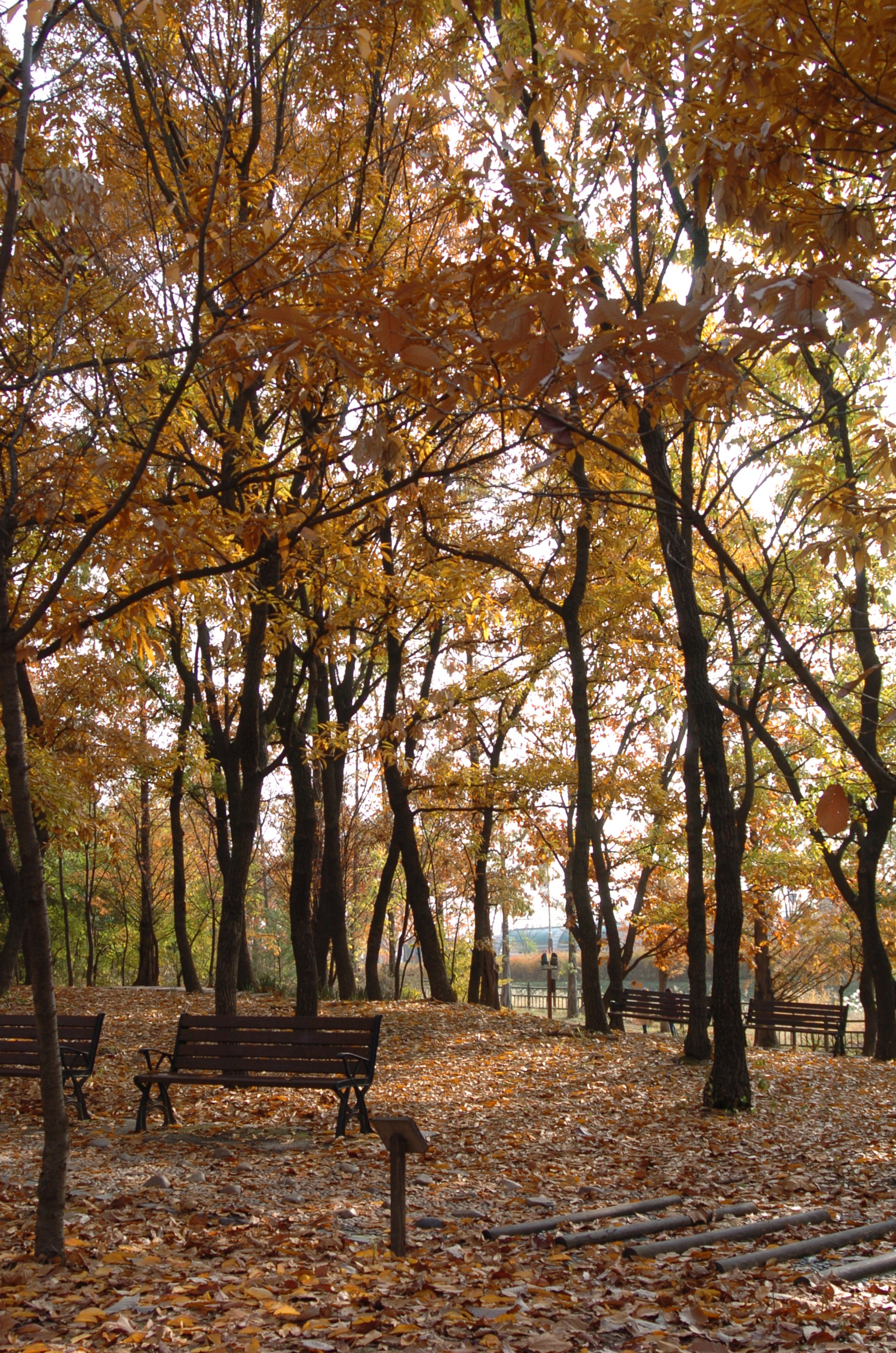 Nikon D2H sample photo. Park photography