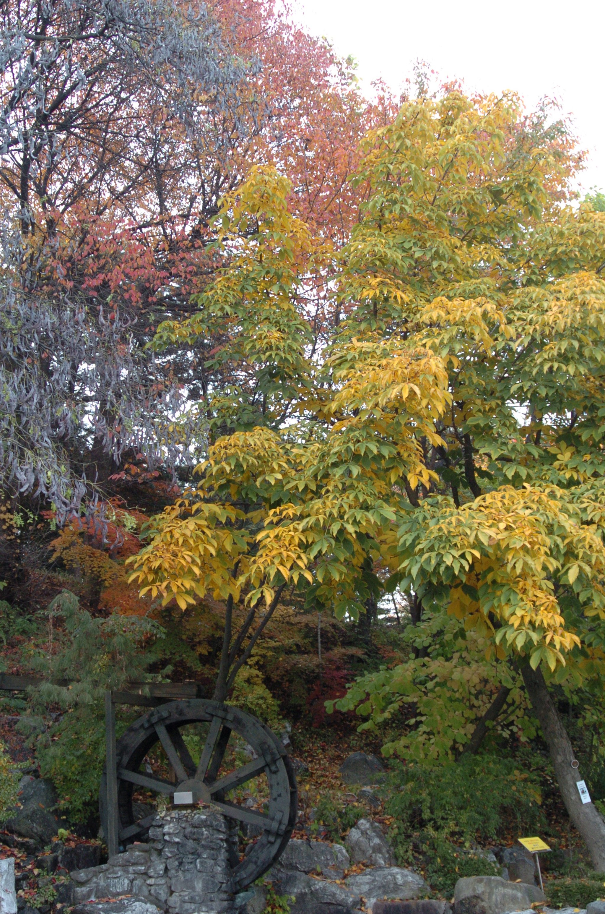 Nikon D2H sample photo. Park photography