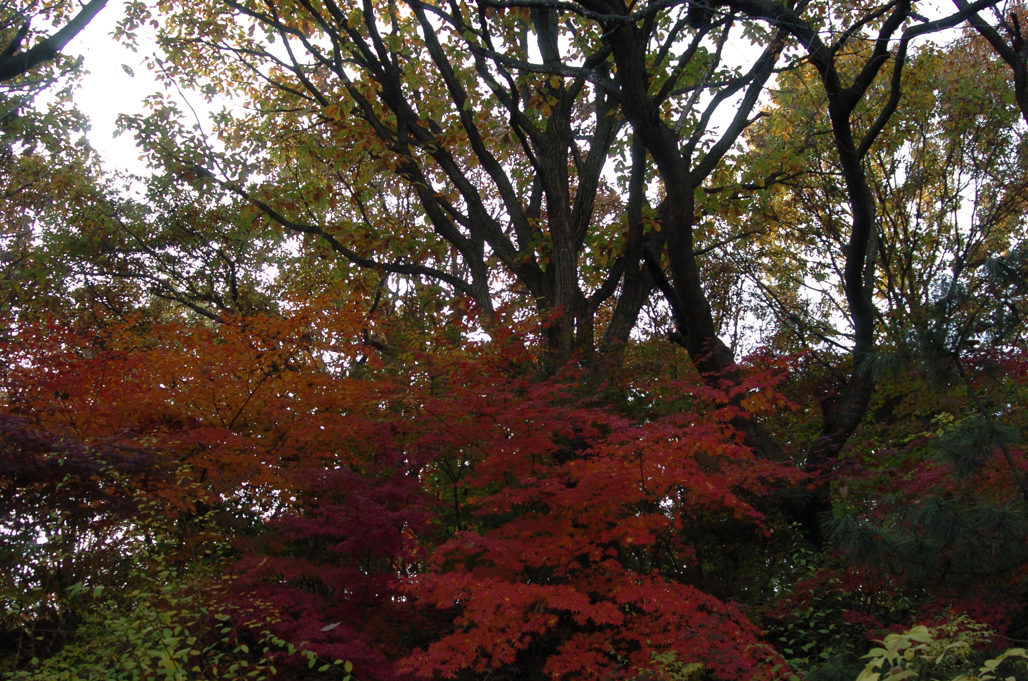 Nikon D2H sample photo. Park photography