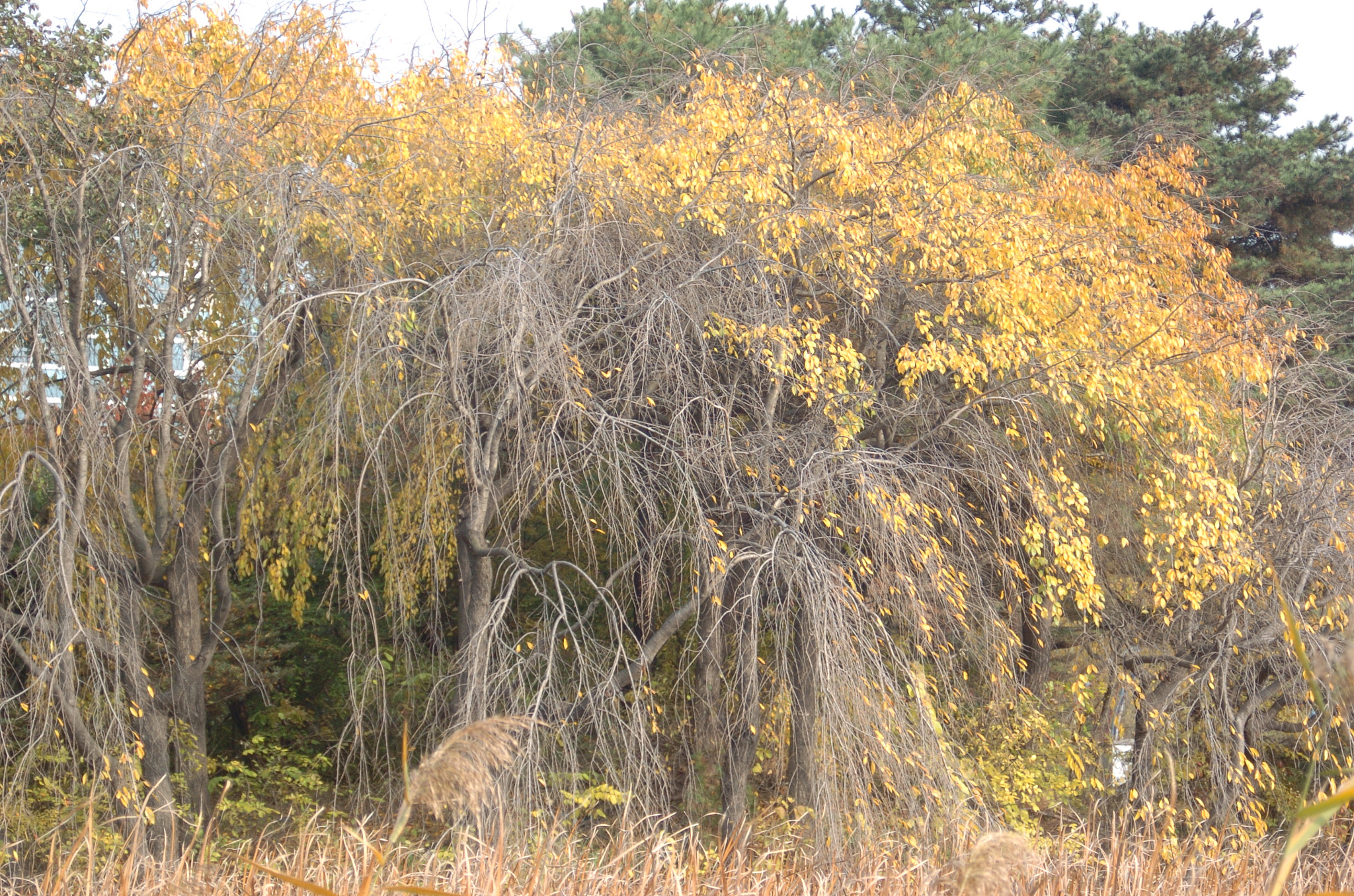 Nikon D2H sample photo. Park photography