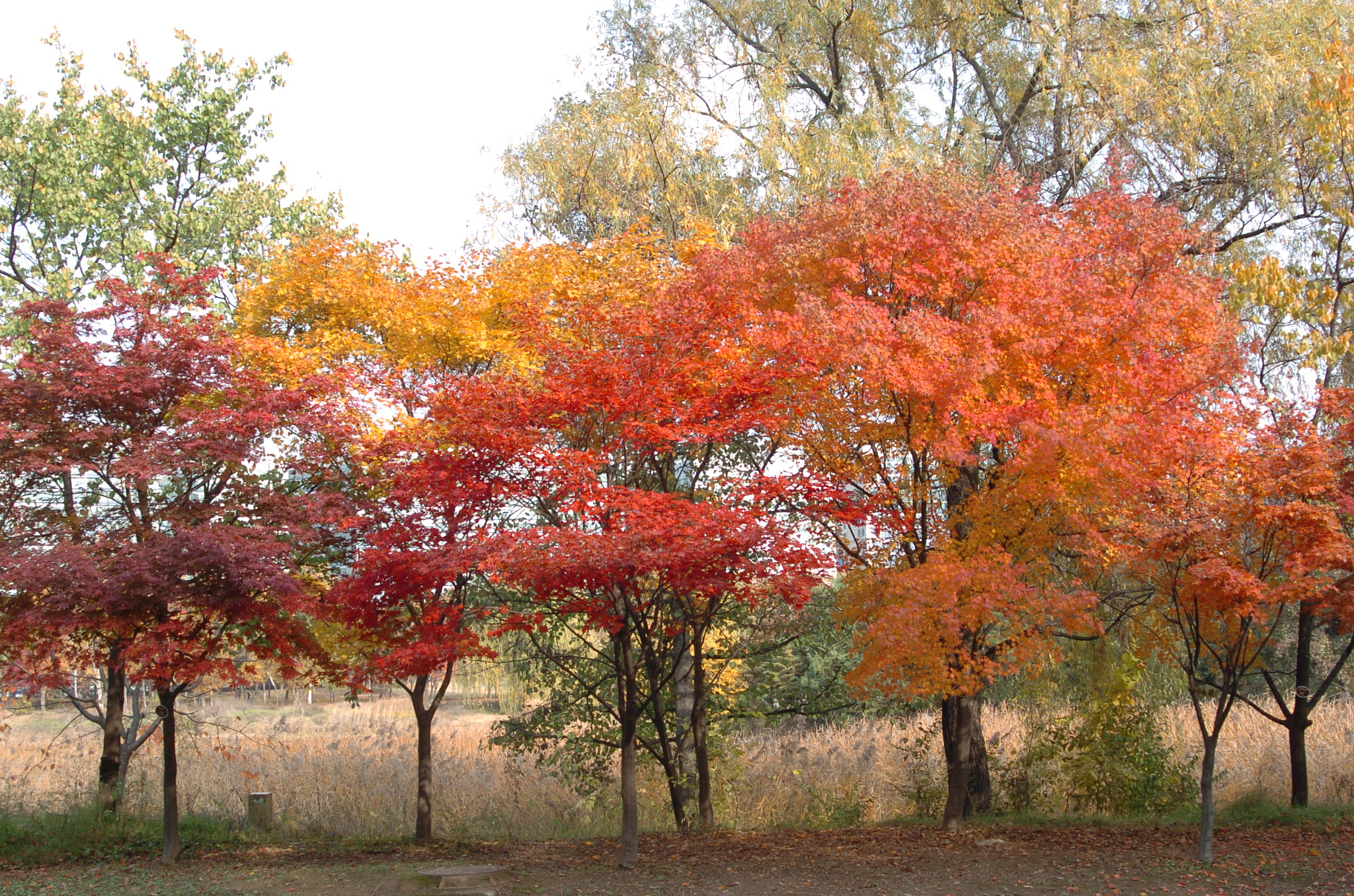 Nikon D2H sample photo. Park photography